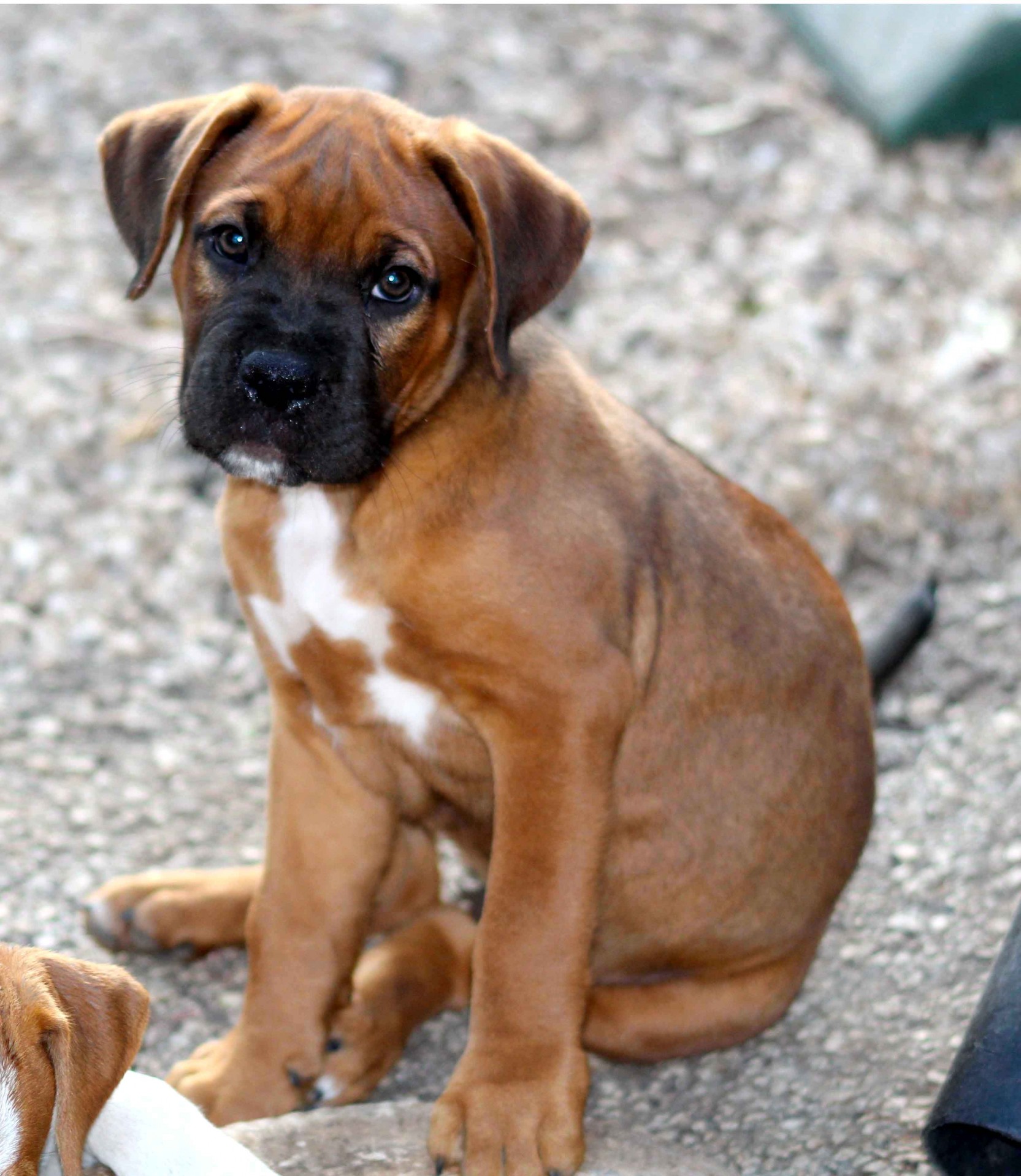 Boxer dog photo
