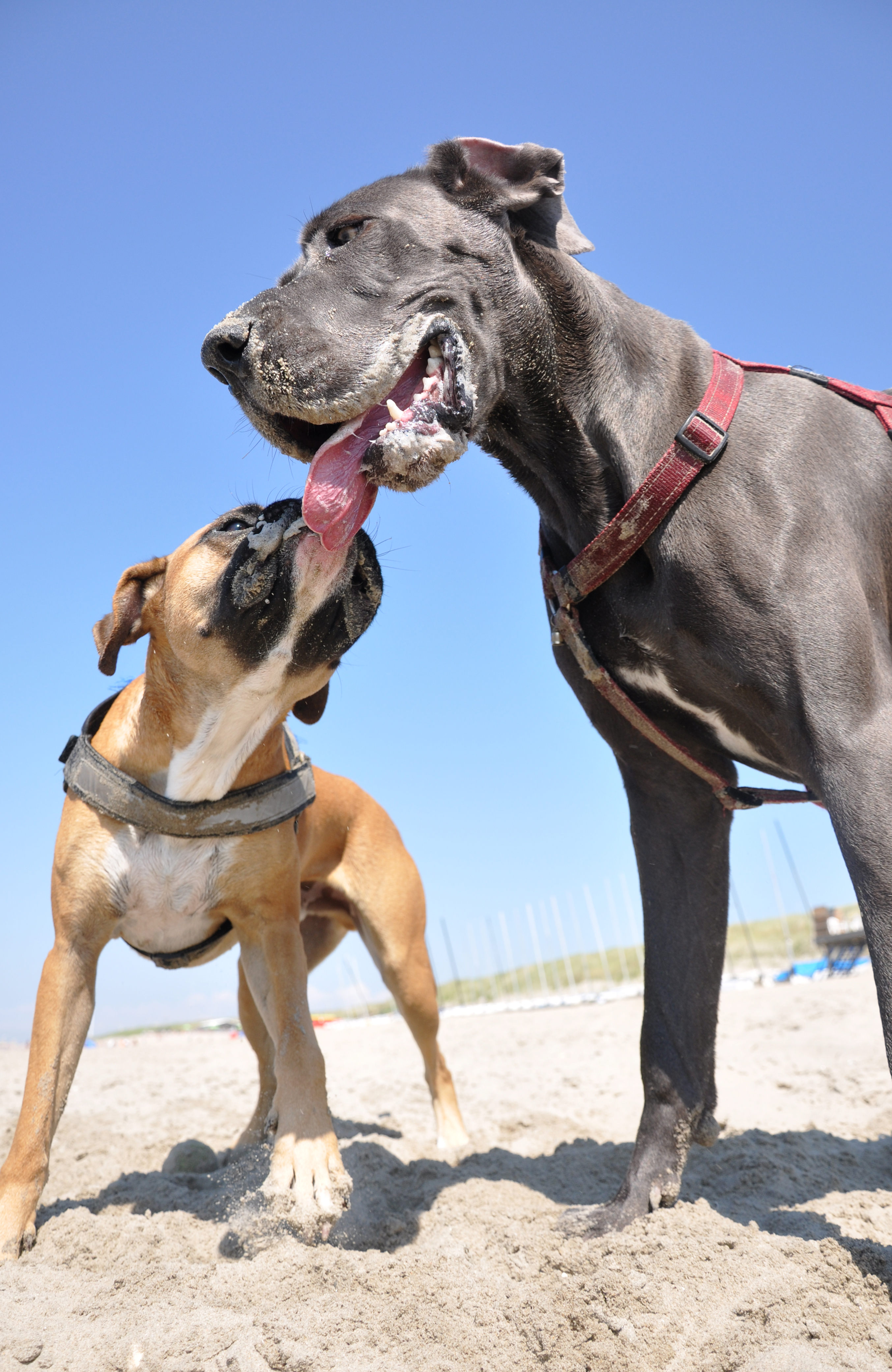 Boxer and great dane playing photo