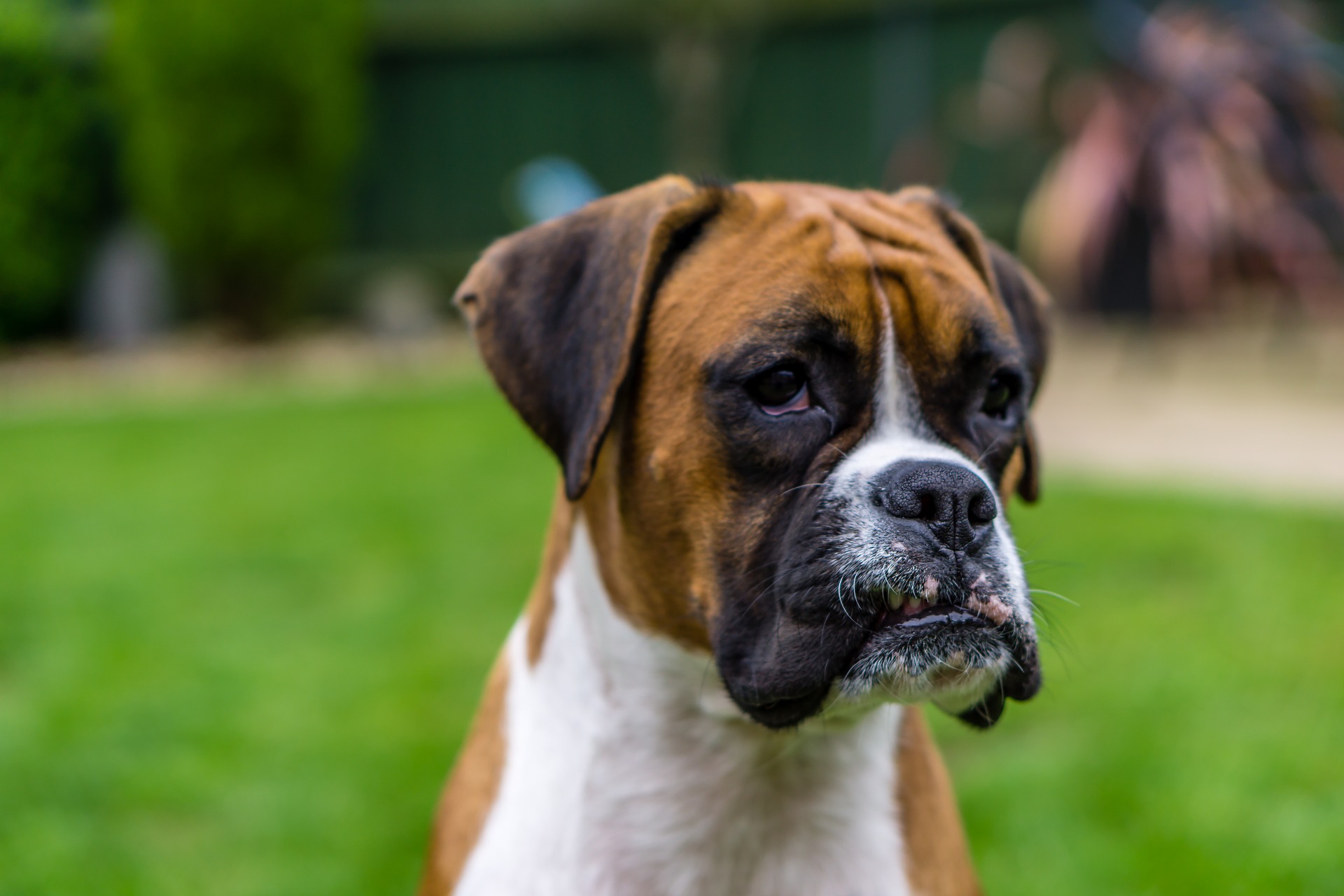 Top 10 Tips To Keep Your Boxer Dog Happy & Healthy - Boxer Dog Breed