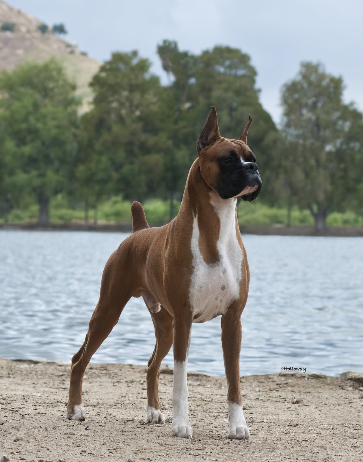 The Boxer. GCH CH GCH CH R And G's Mystical Dancer, #BoxerDog ...