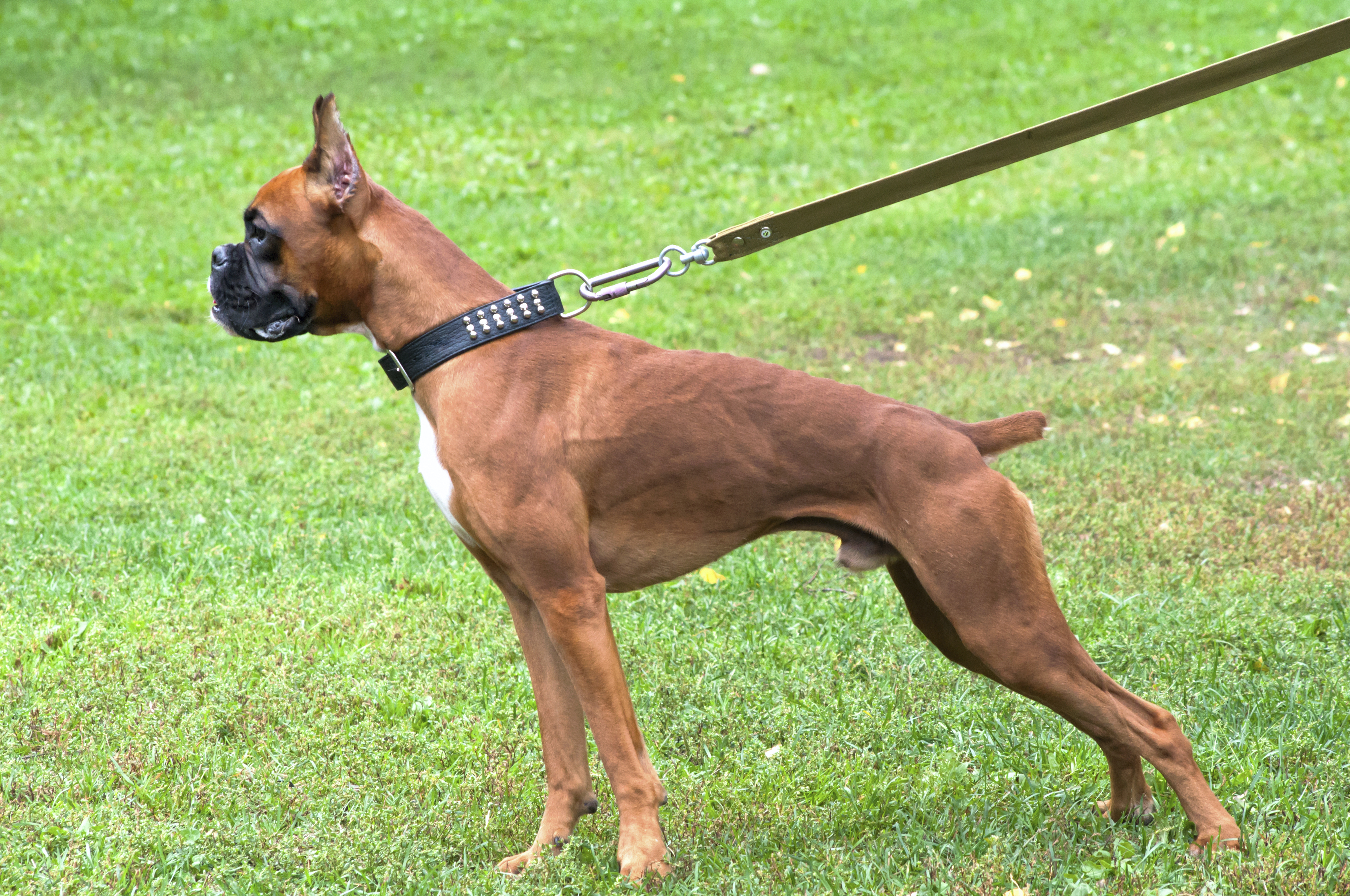 3 Tips To Handle Aggression Problems Of Your Boxer Dog | My Boxer ...