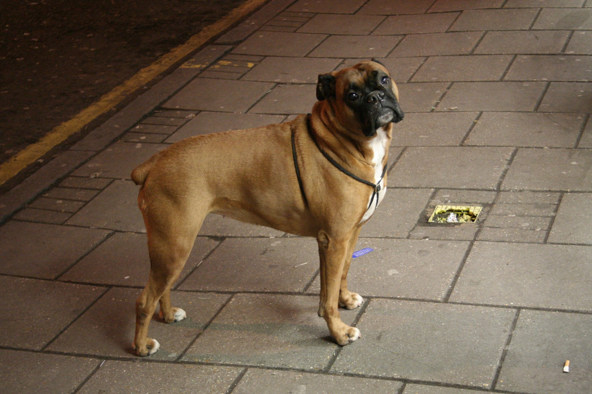 Boxer dog photo
