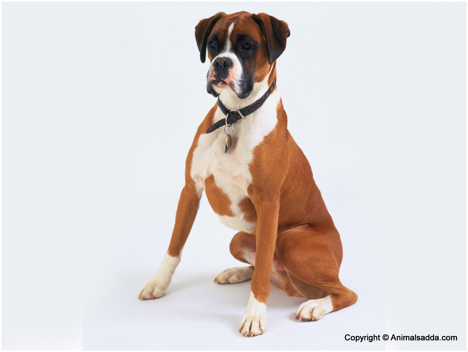 Boxer (Dog) - Facts, Pictures, Puppies, Price, Breeds ...
