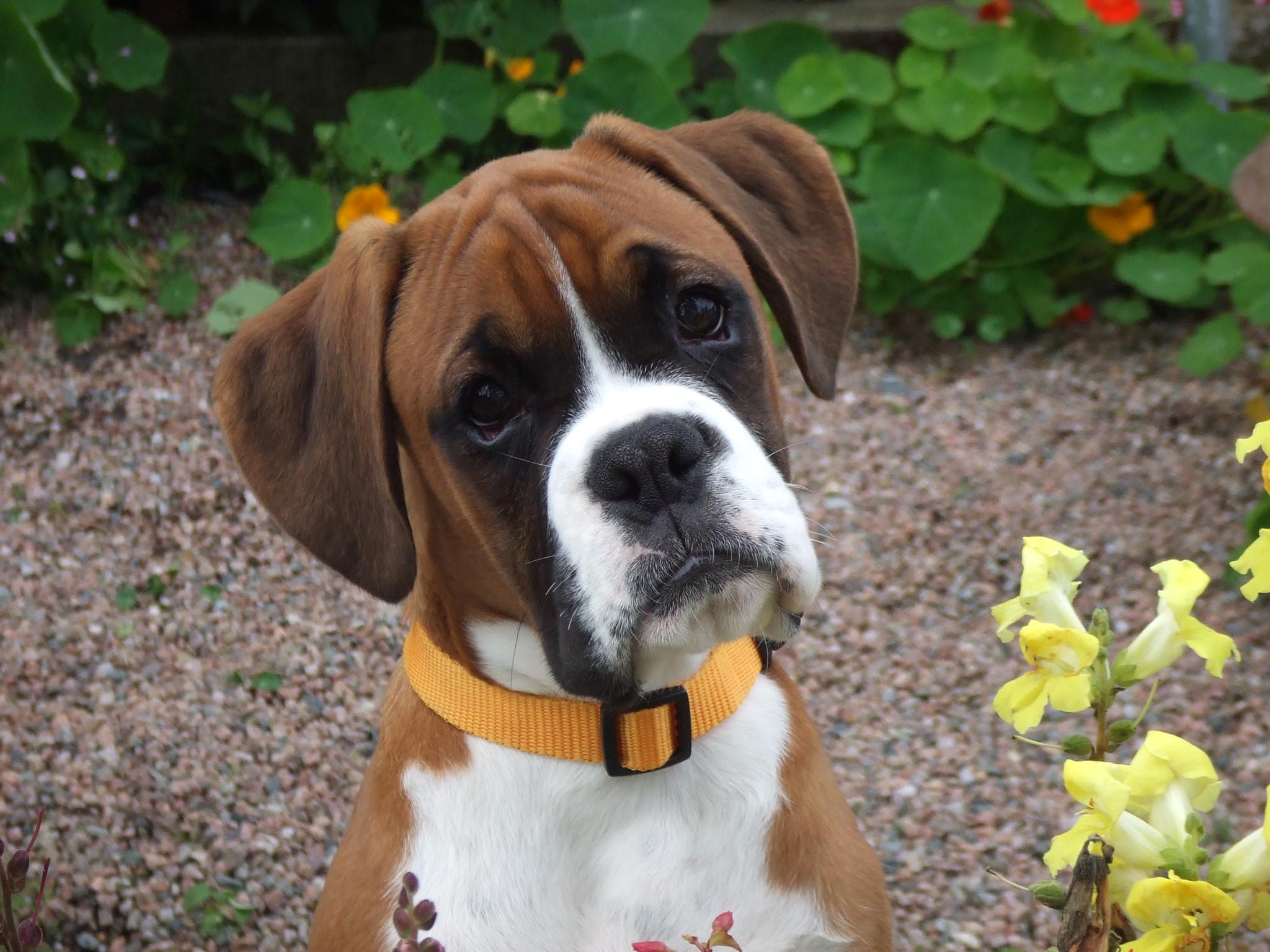 Boxer Dog Breed Guide - Learn about the Boxer Dog.