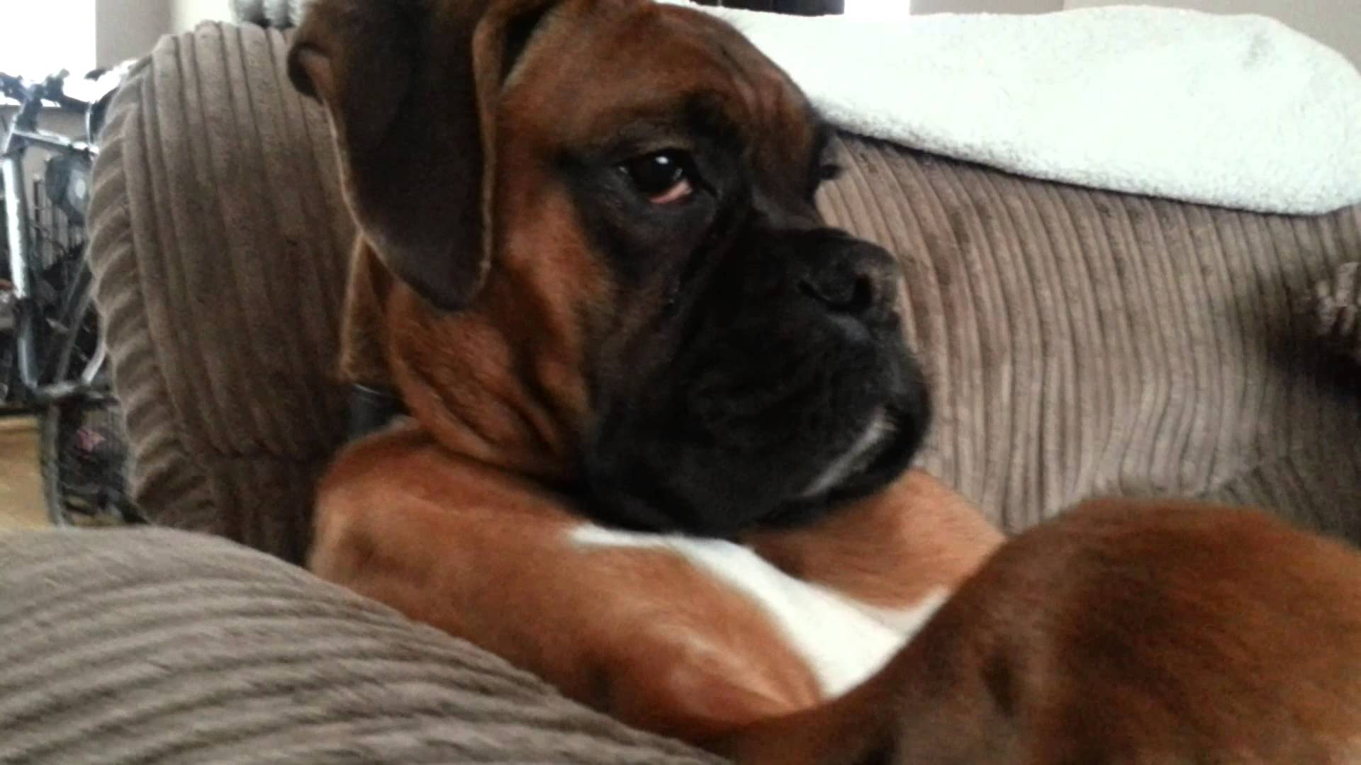 Ralph the Boxer Dog Just Chilling Out