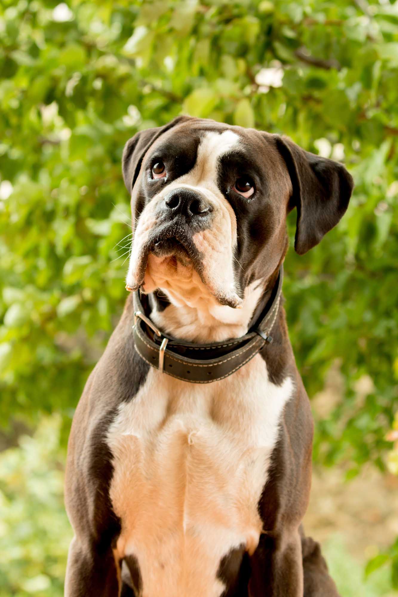 What are the Best Dog Foods for Boxers?