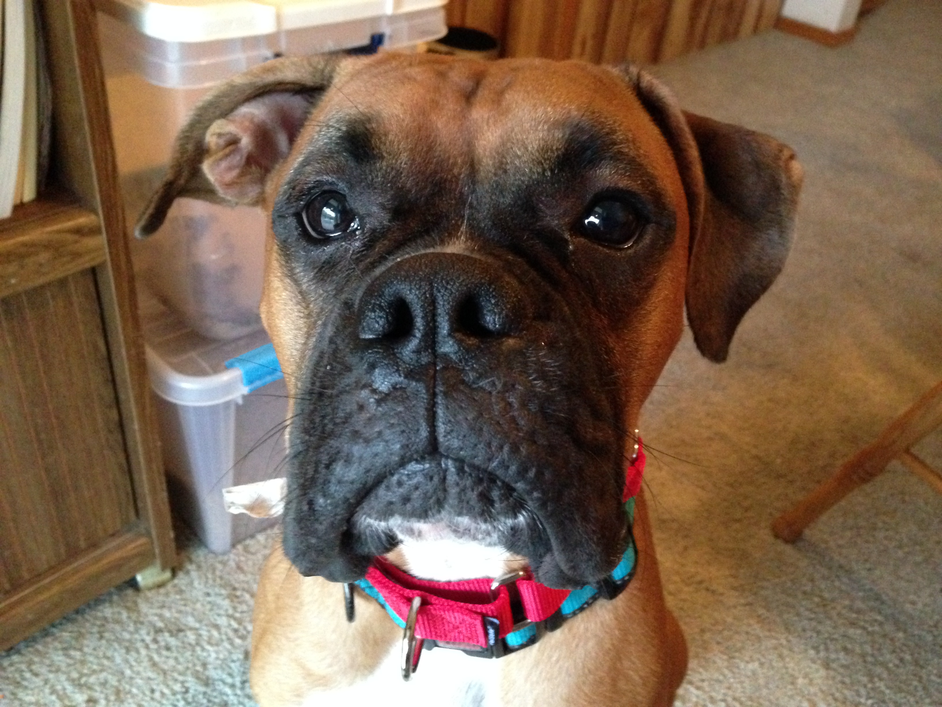 Teaching an Excited Boxer to Calm Down to Stop His Unwanted ...