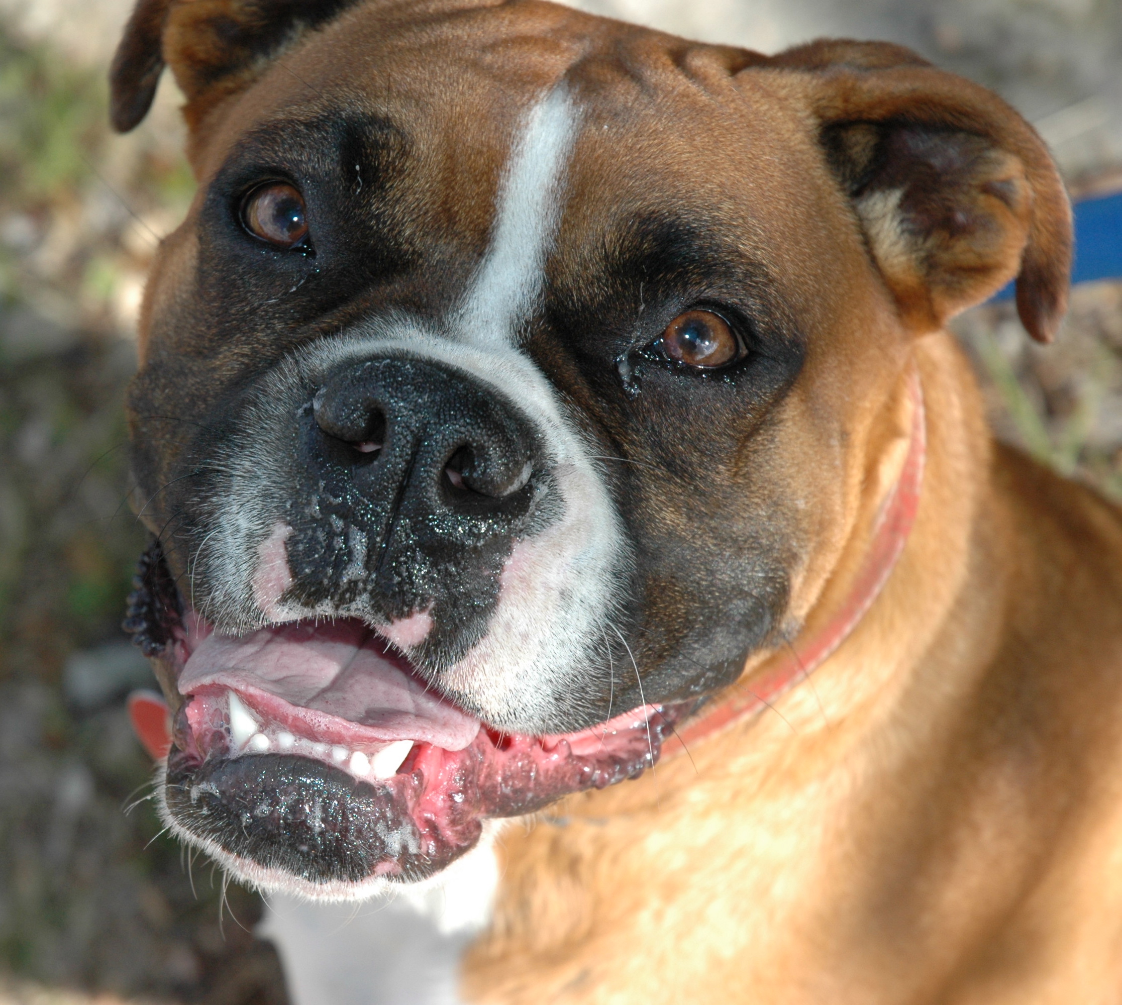 File:Boxer dog.jpg - Wikimedia Commons
