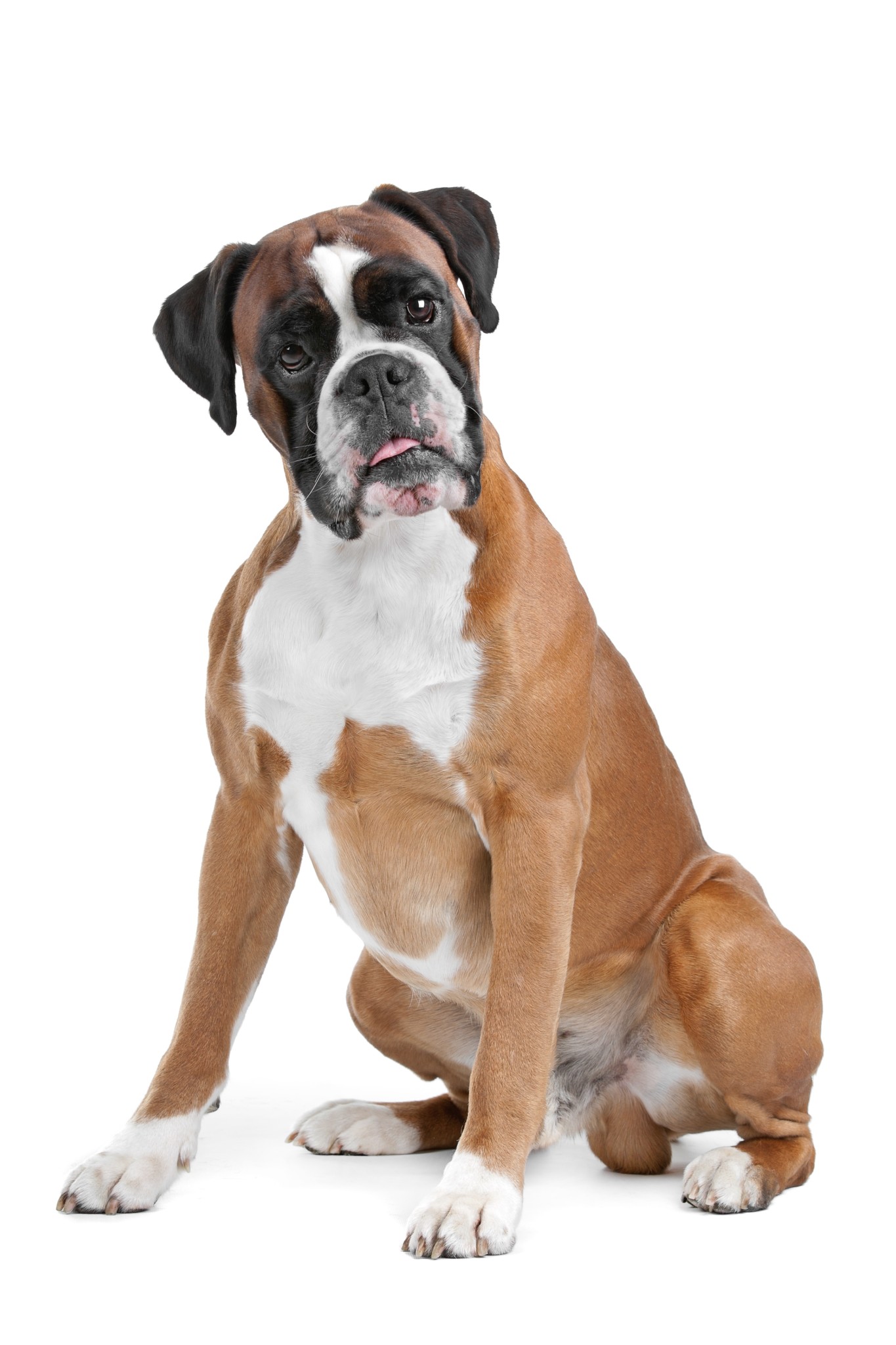 Boxer - Dog Breed Bio from Alldogboots