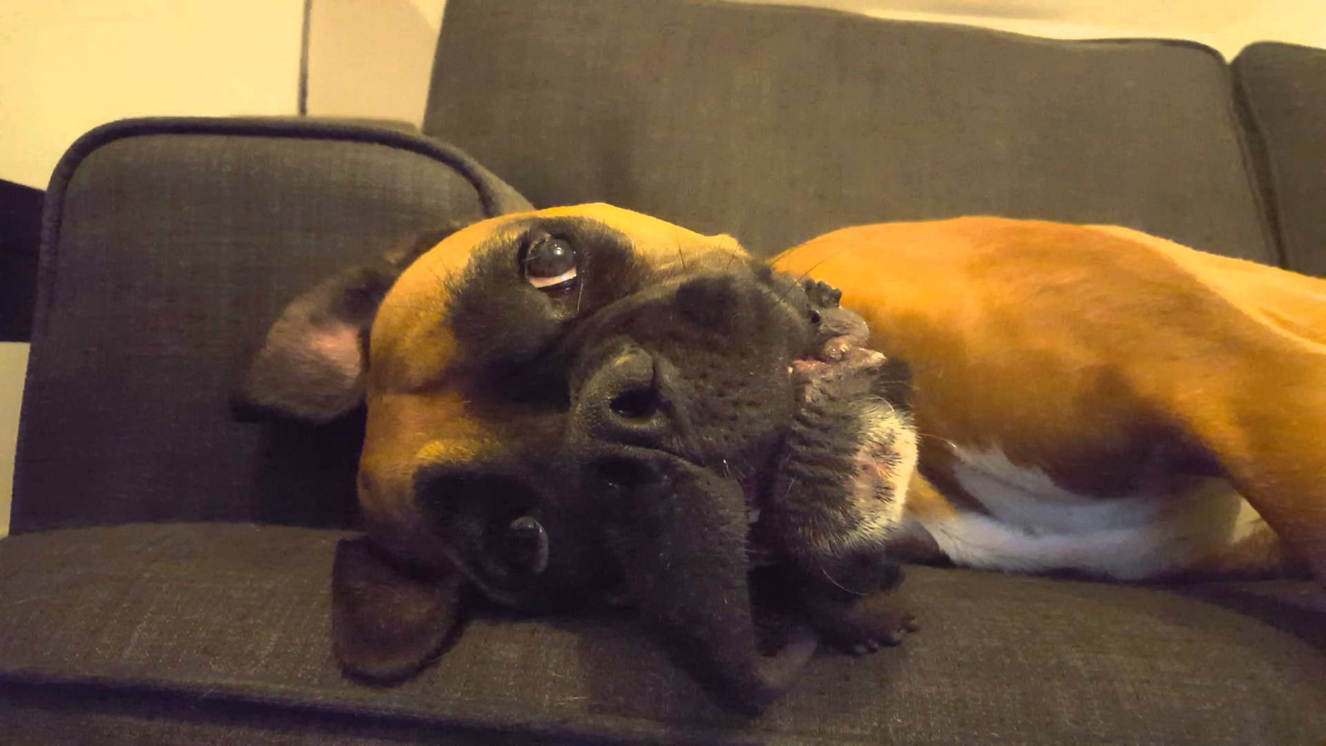 Boxer dog having a meltdown - YouTube