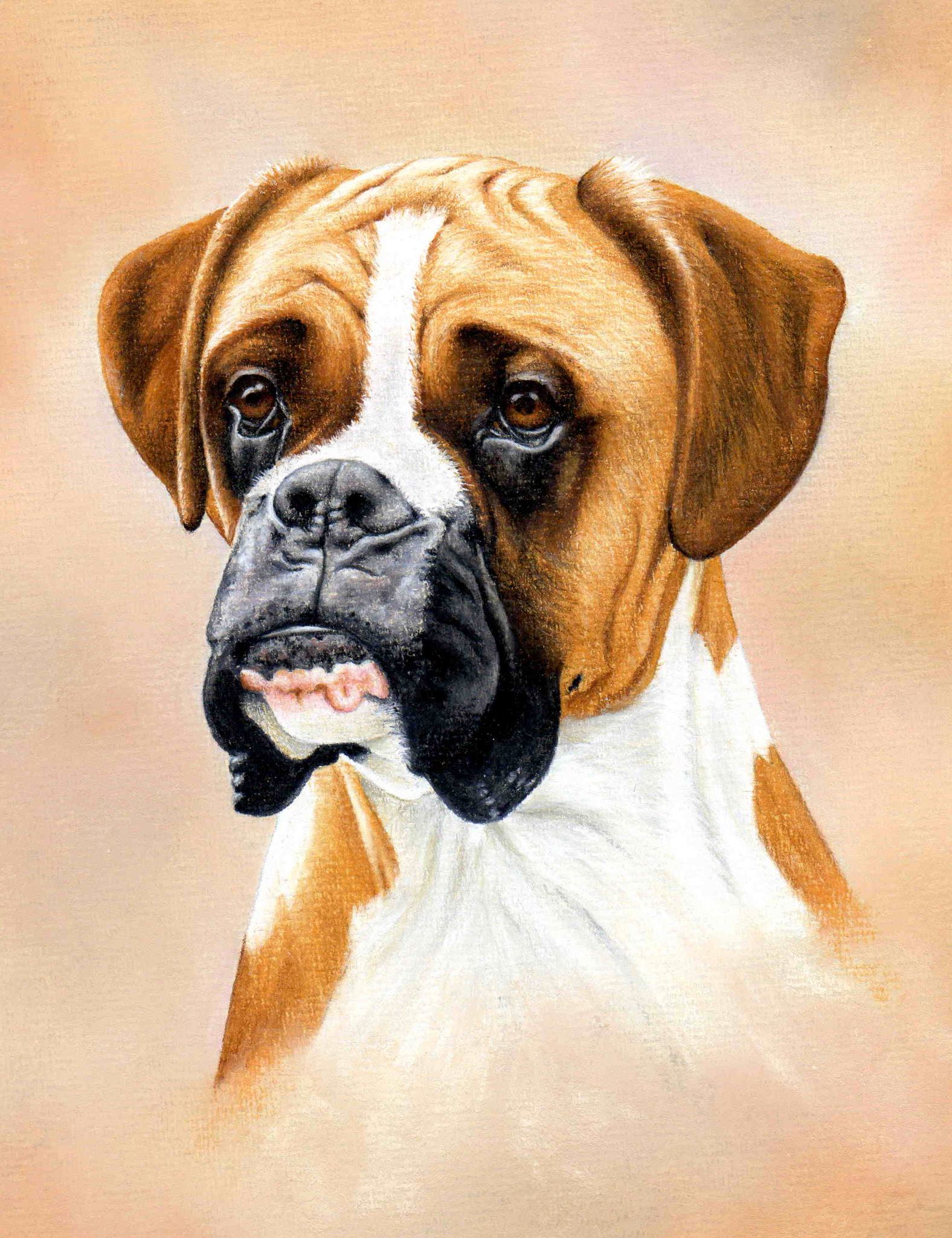 Boxer Dog Drawing at GetDrawings.com | Free for personal use Boxer ...