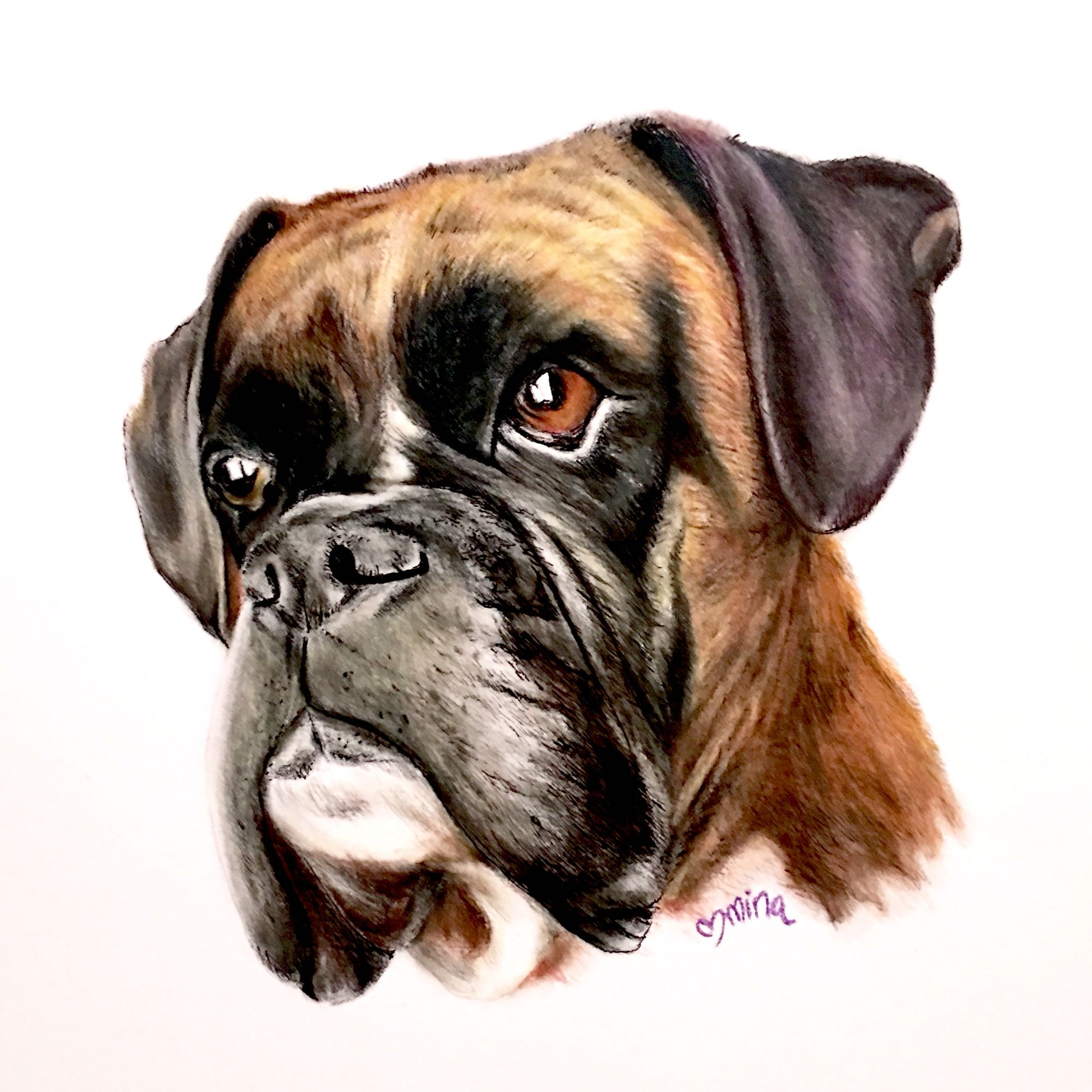 Boxer dog prismacolor colored pencil drawing illustration by Mina ...