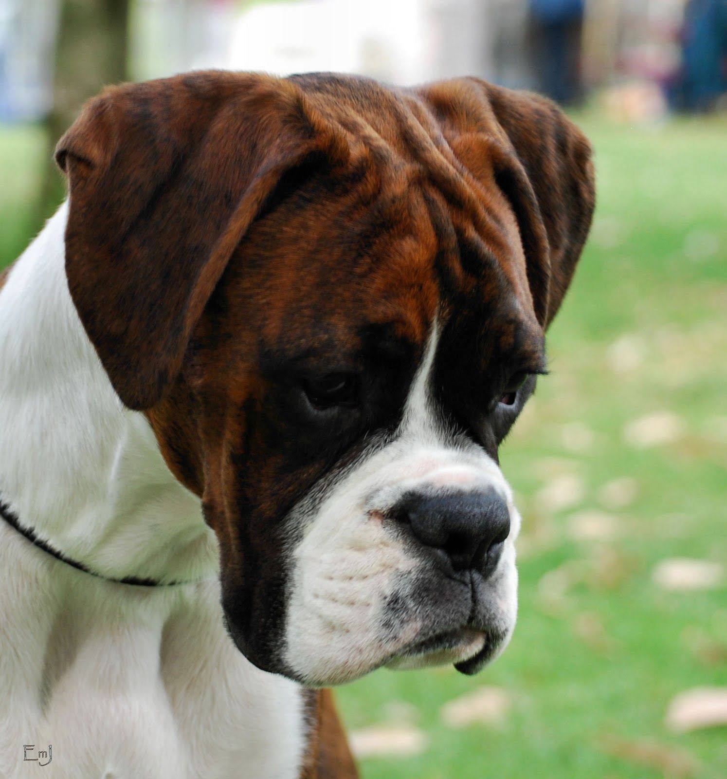 American Boxer Dog Puppy | boxer dog | Pinterest | American boxer ...