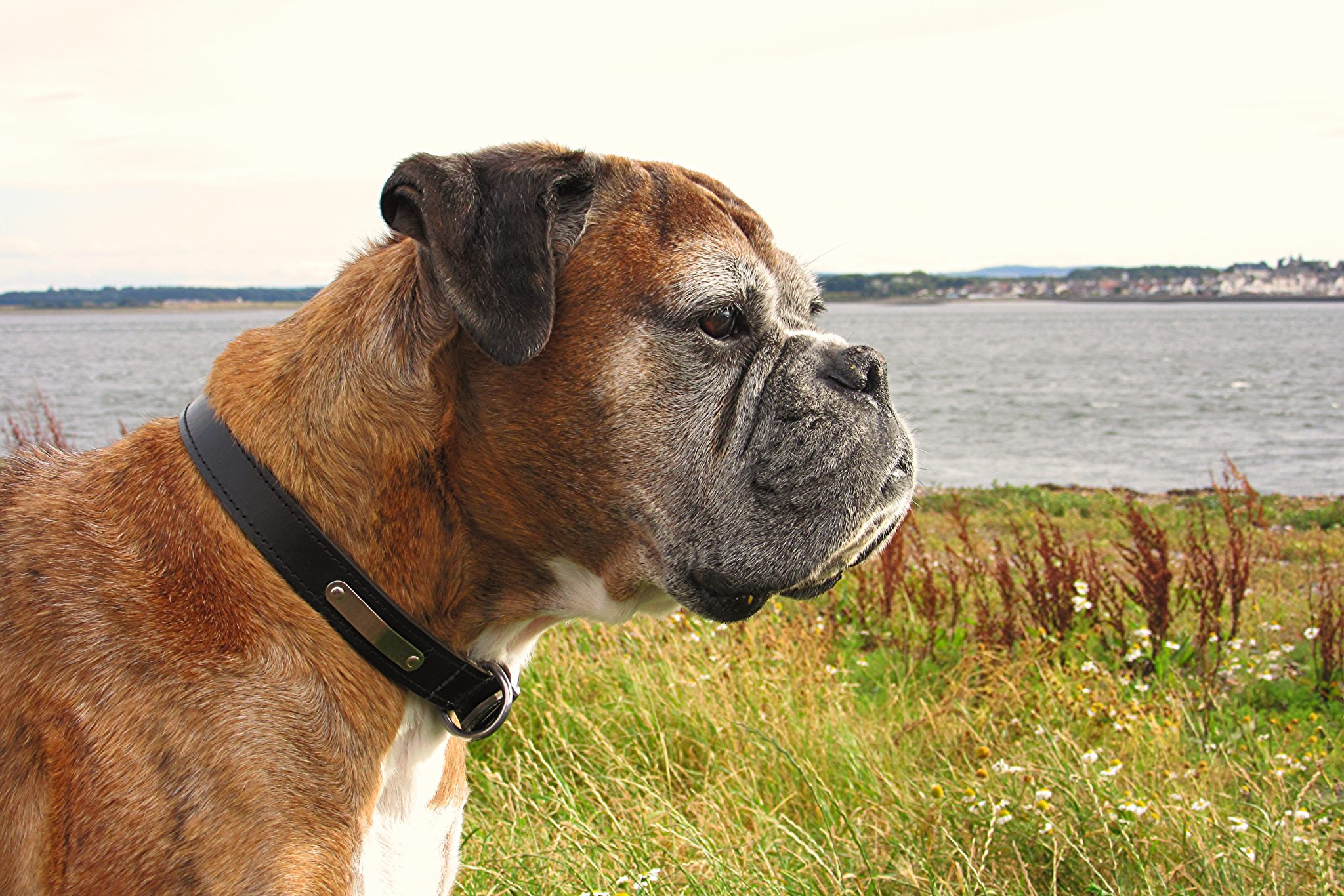 Boxer dog bloating issue - Symptoms, Treatment, and Prevention ...