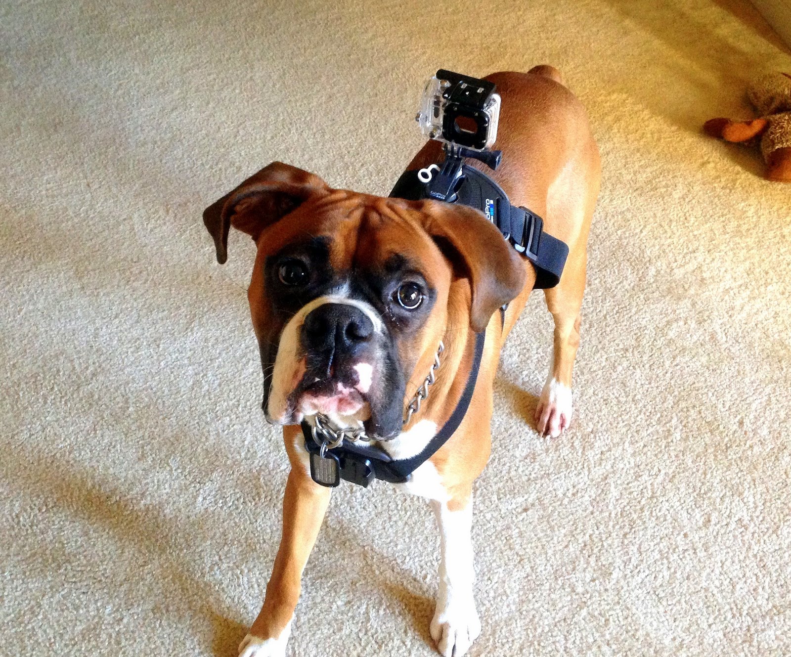 Kaiser the Boxer Dog and his new GoPro Fetch Harness at the dog Park ...