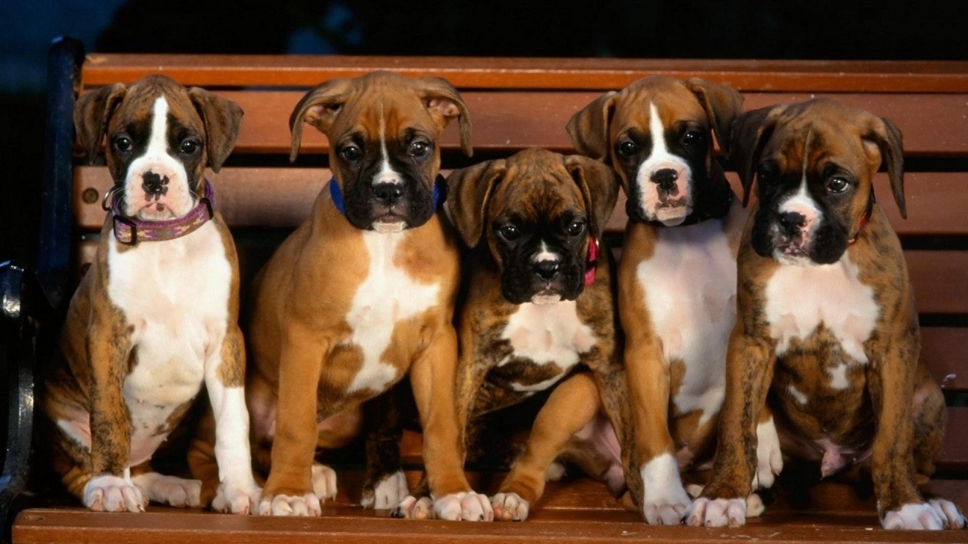 Animals dogs puppies boxer dog wallpaper | (1313)