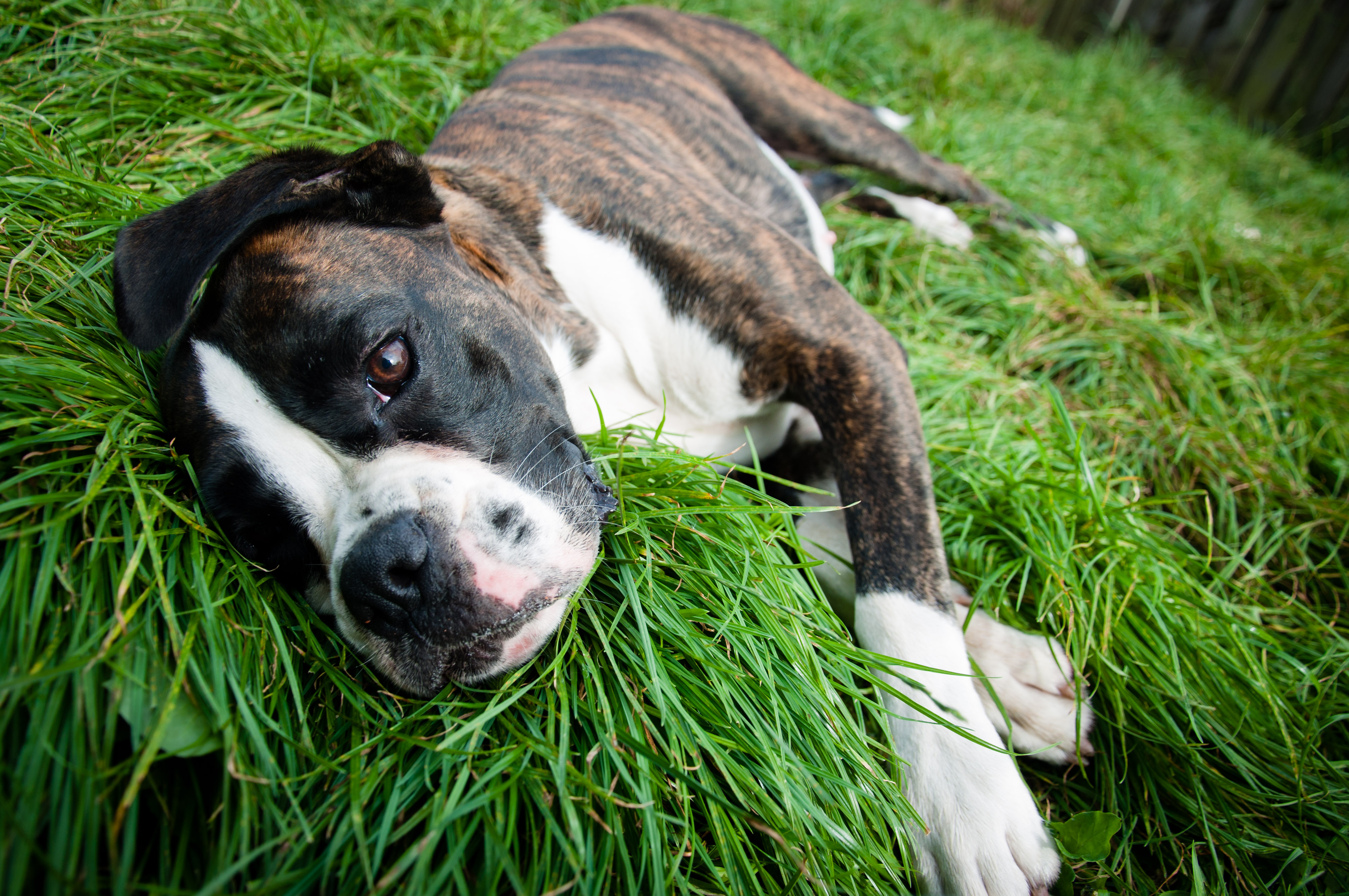 Boxer dog lying on grass photo