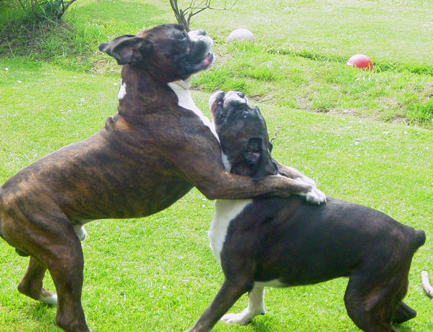 File:Boxer Dogs Playing 002.jpg - The Work of God's Children