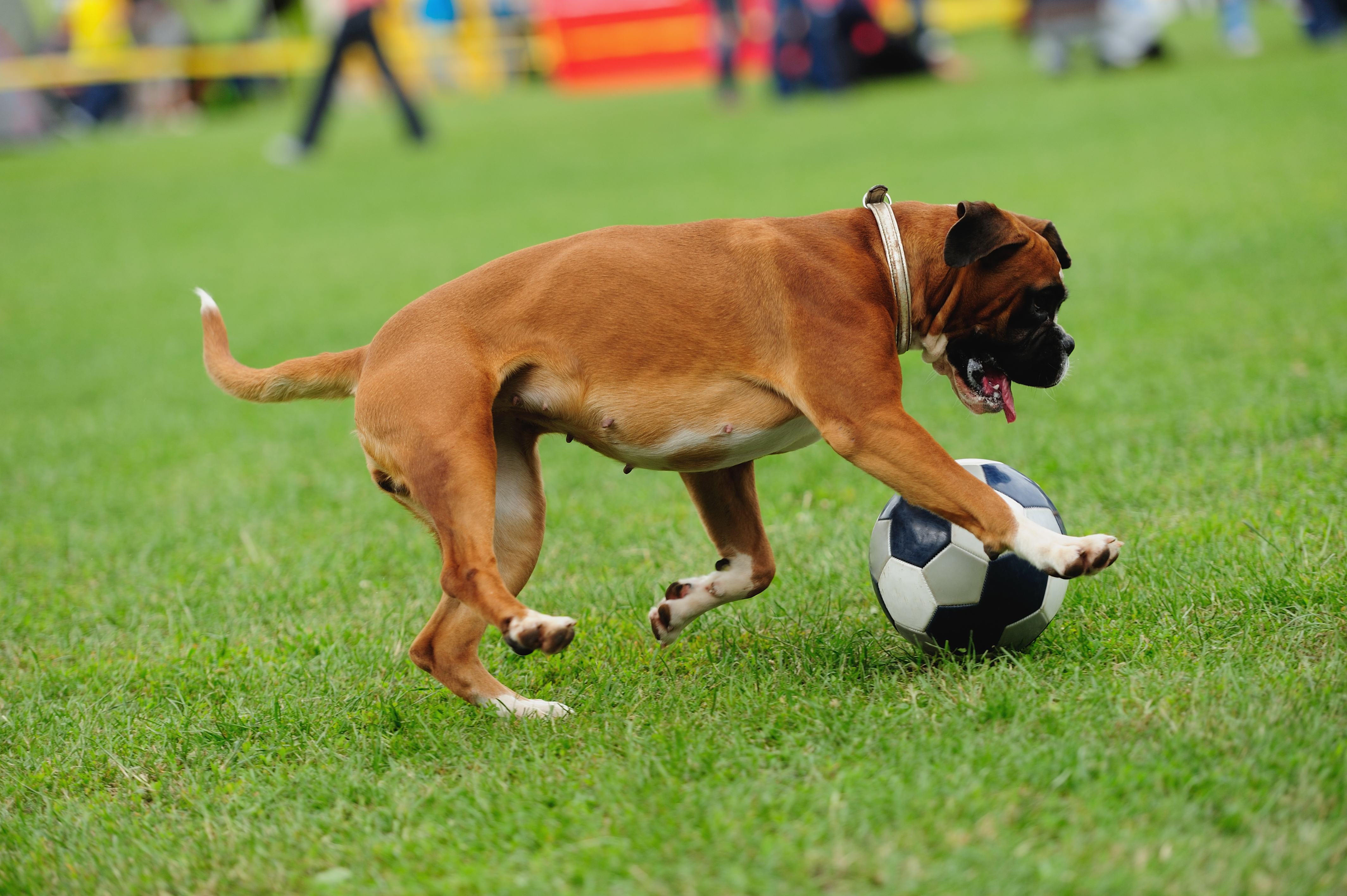 3 Best Boxer Dog Toys - Simply For Dogs