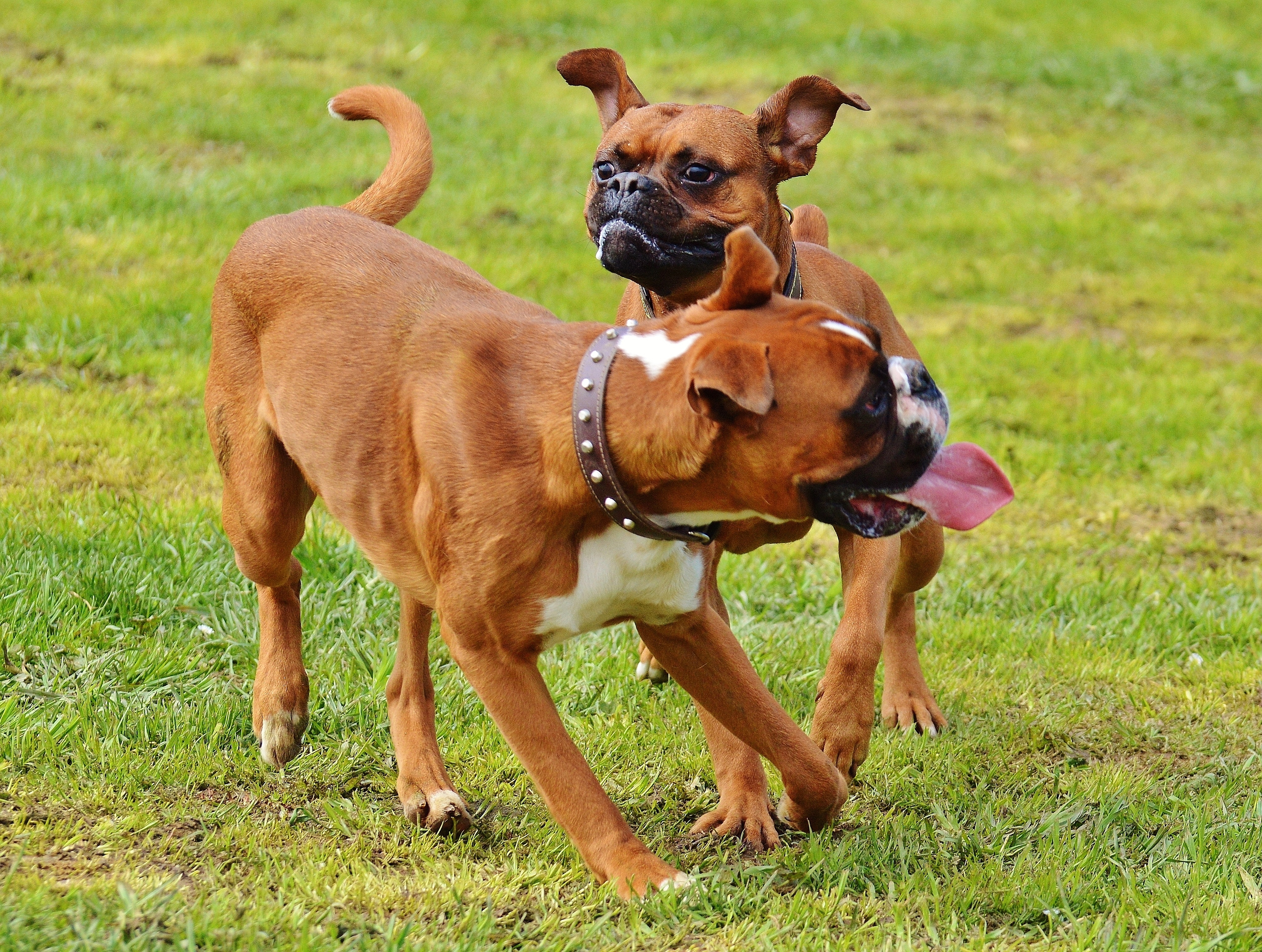 Free Images : meadow, play, vertebrate, sanctuary, dog breed, romp ...