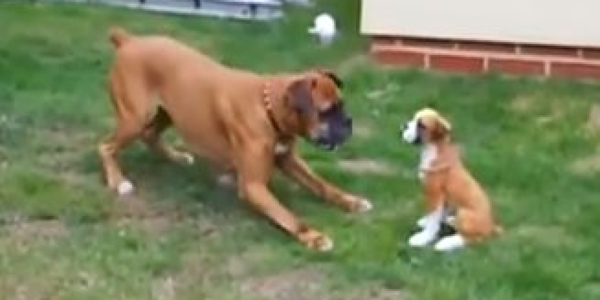 Boxer Meets Fake Dog And Just. Can't. Handle. It. (VIDEO) | HuffPost
