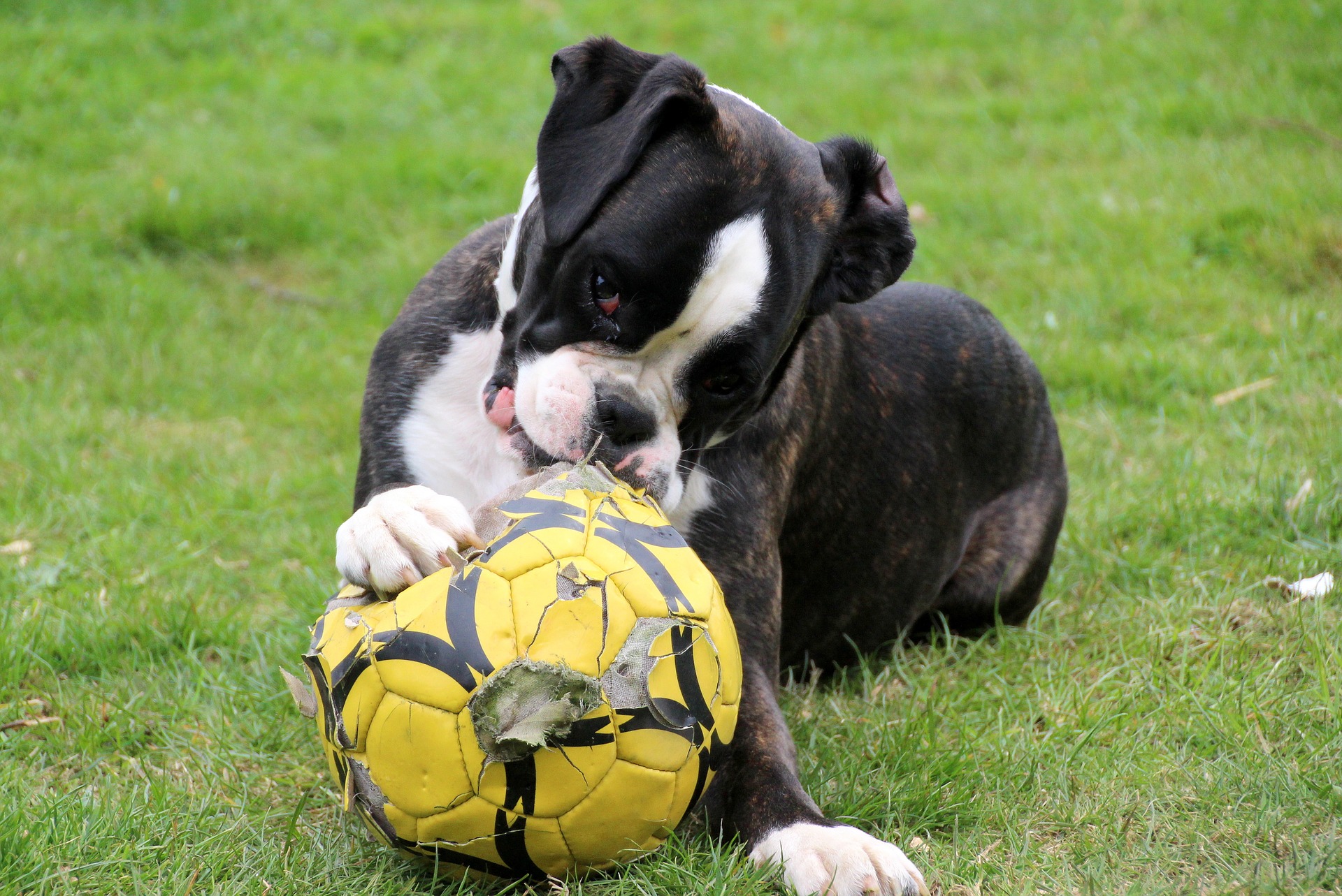 Boxer dog playing with ball photo