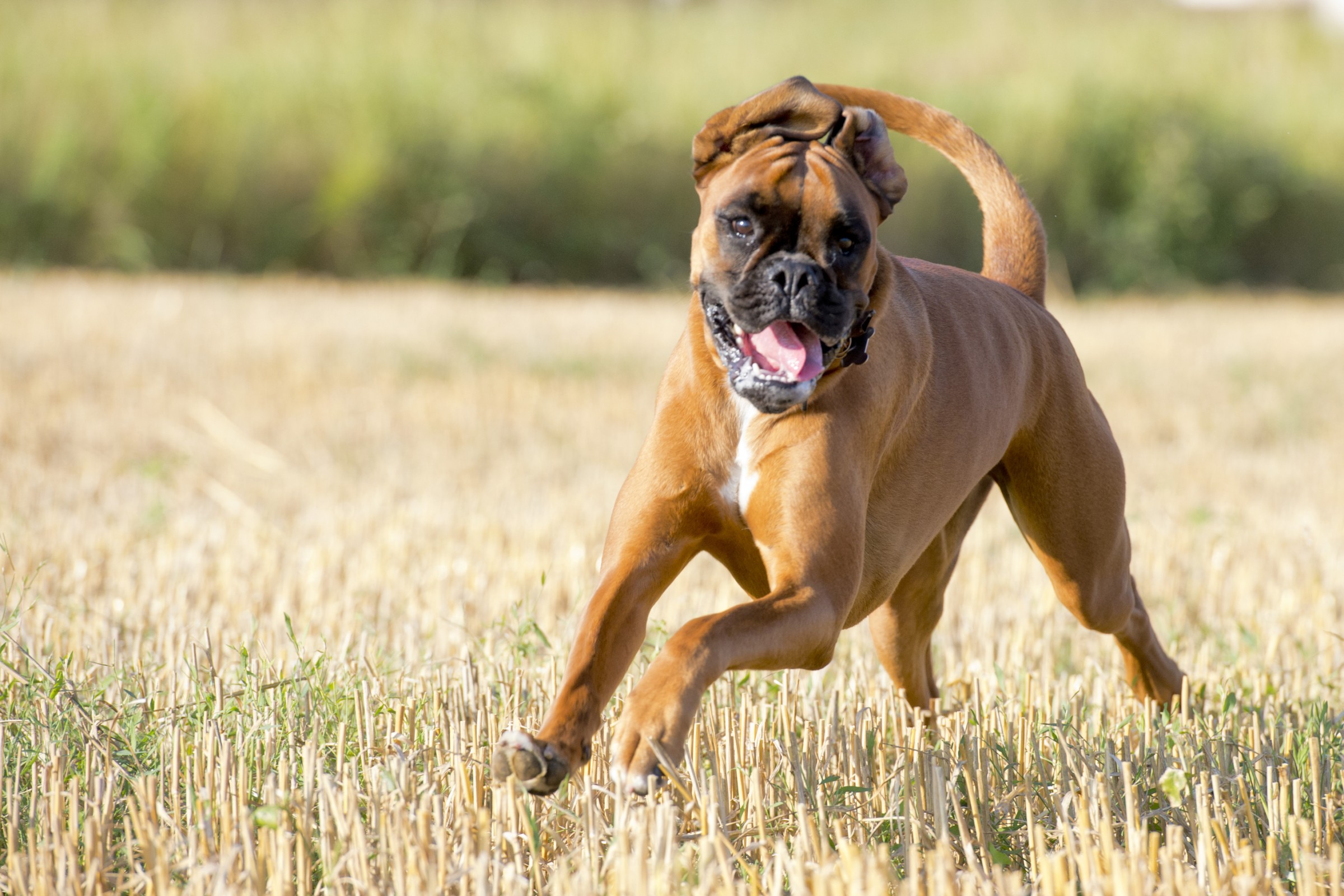 Boxer dog running photo