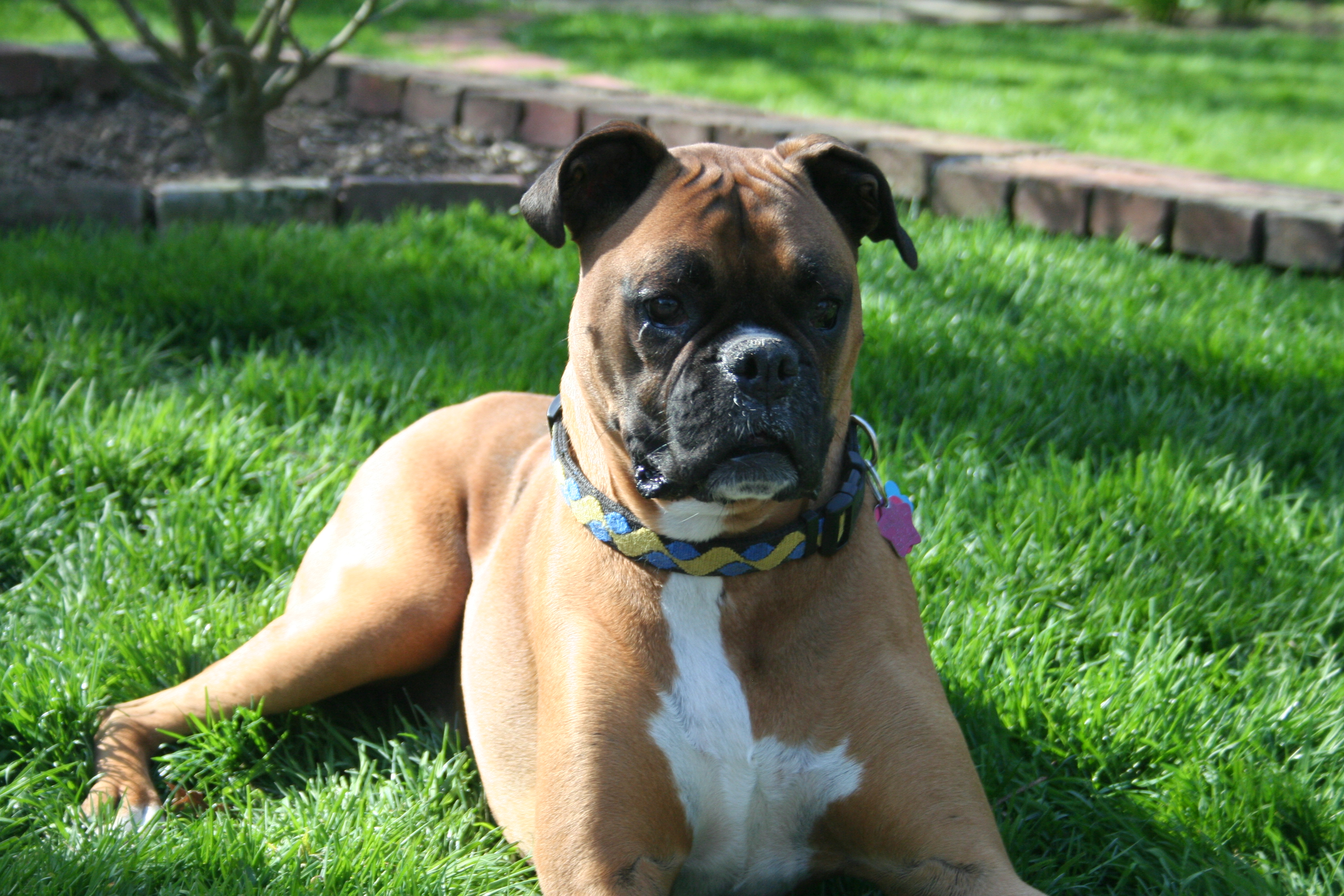 A Tribute for my beloved Boxer Dog “Irish” 9-11-03 – 9-11-12 ...