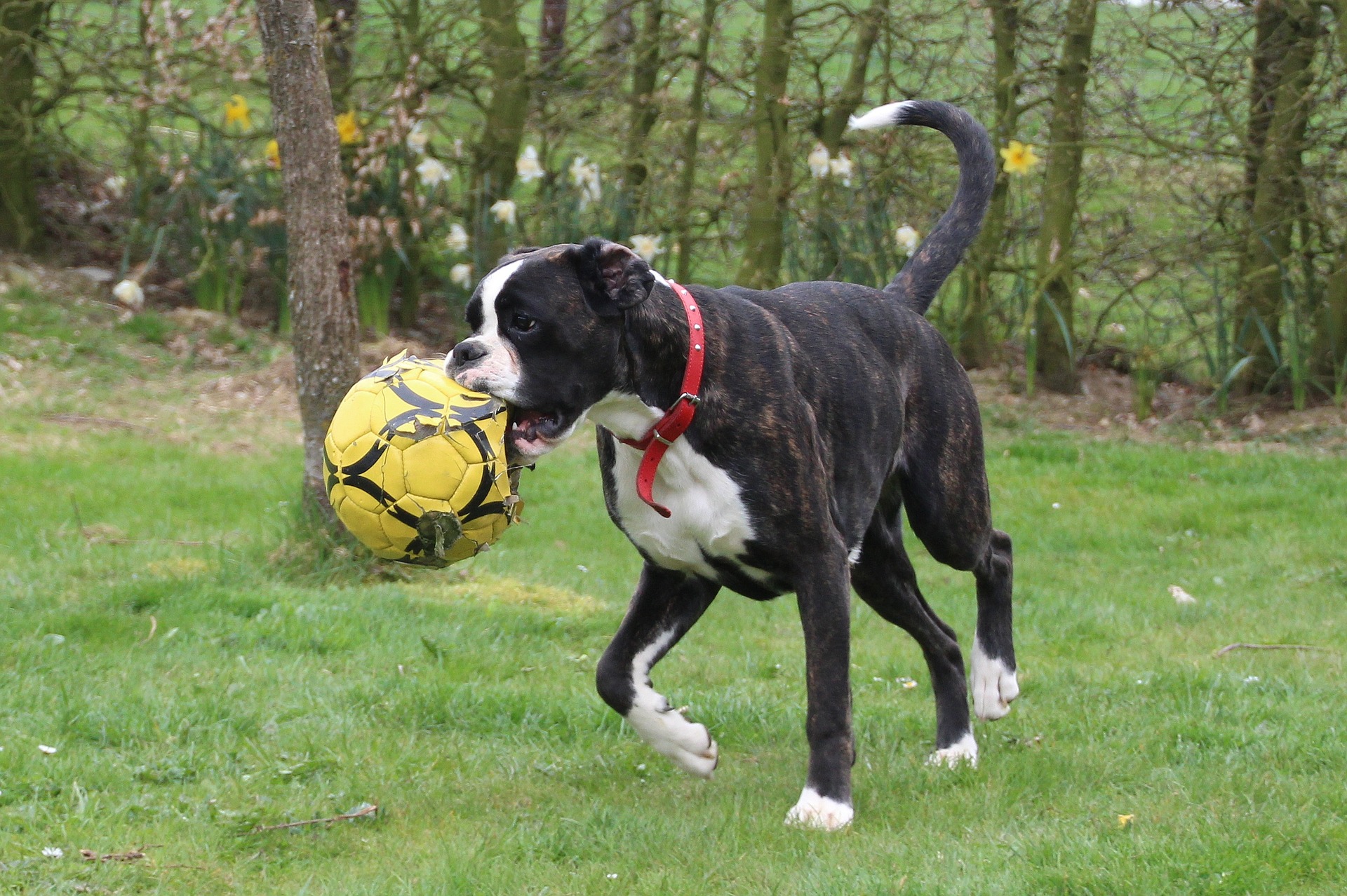 Boxer dog running with ball photo