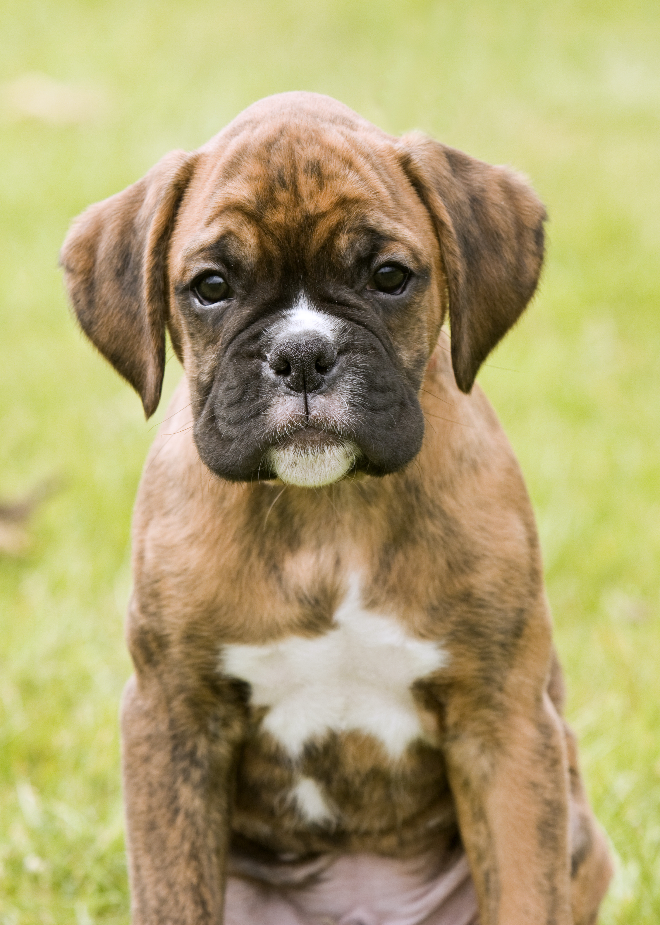 8 Things You Need To Know Before Getting A Boxer Dog | My Boxer Dog ...