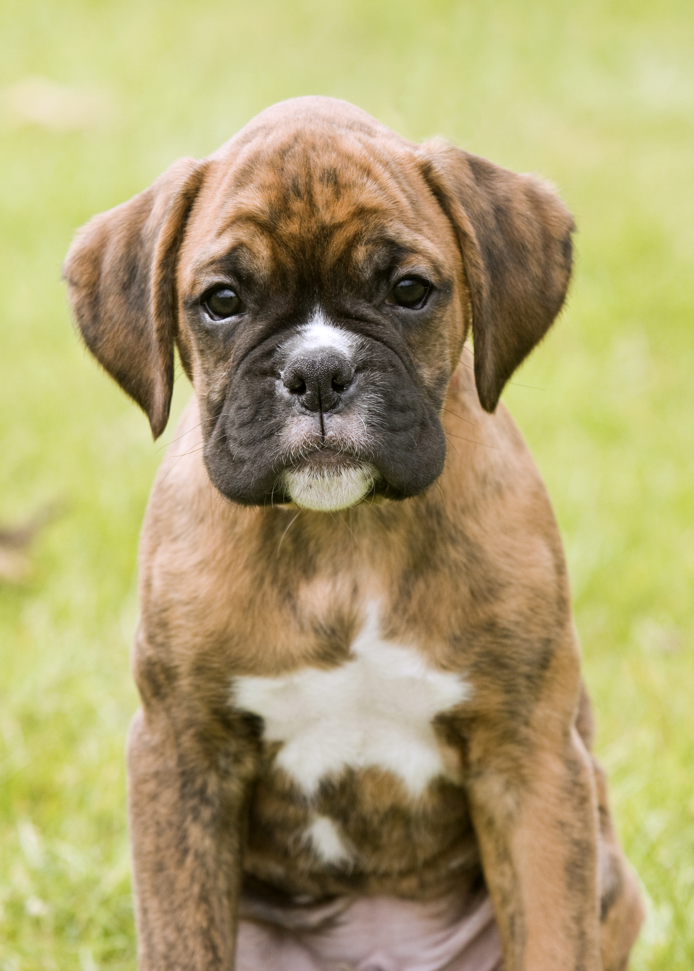 Free Photo Boxer Dog Animal Lying Sweet Free Download Jooinn