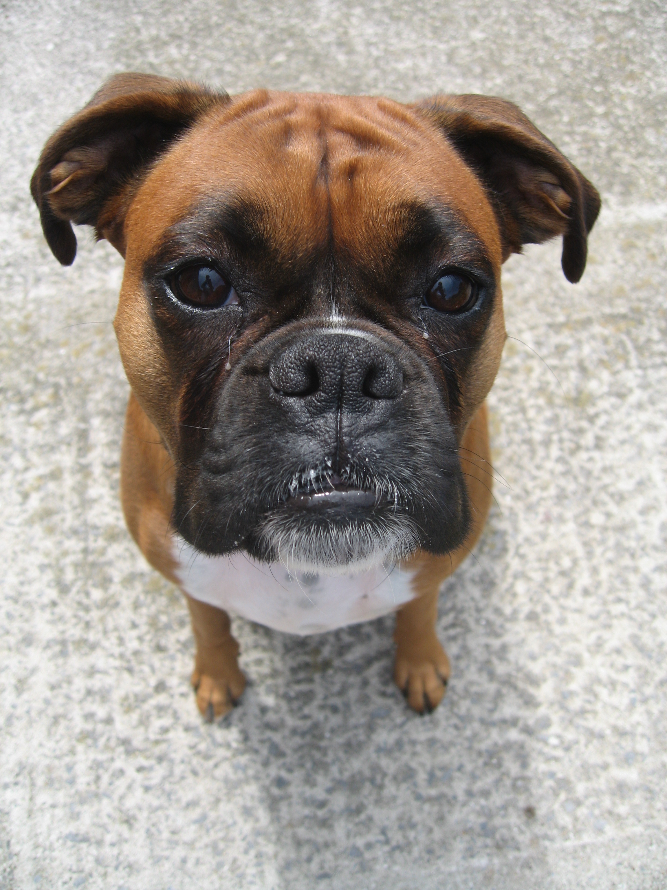 Acepromazine: The Sedative that is Not Safe for Your Boxer ...
