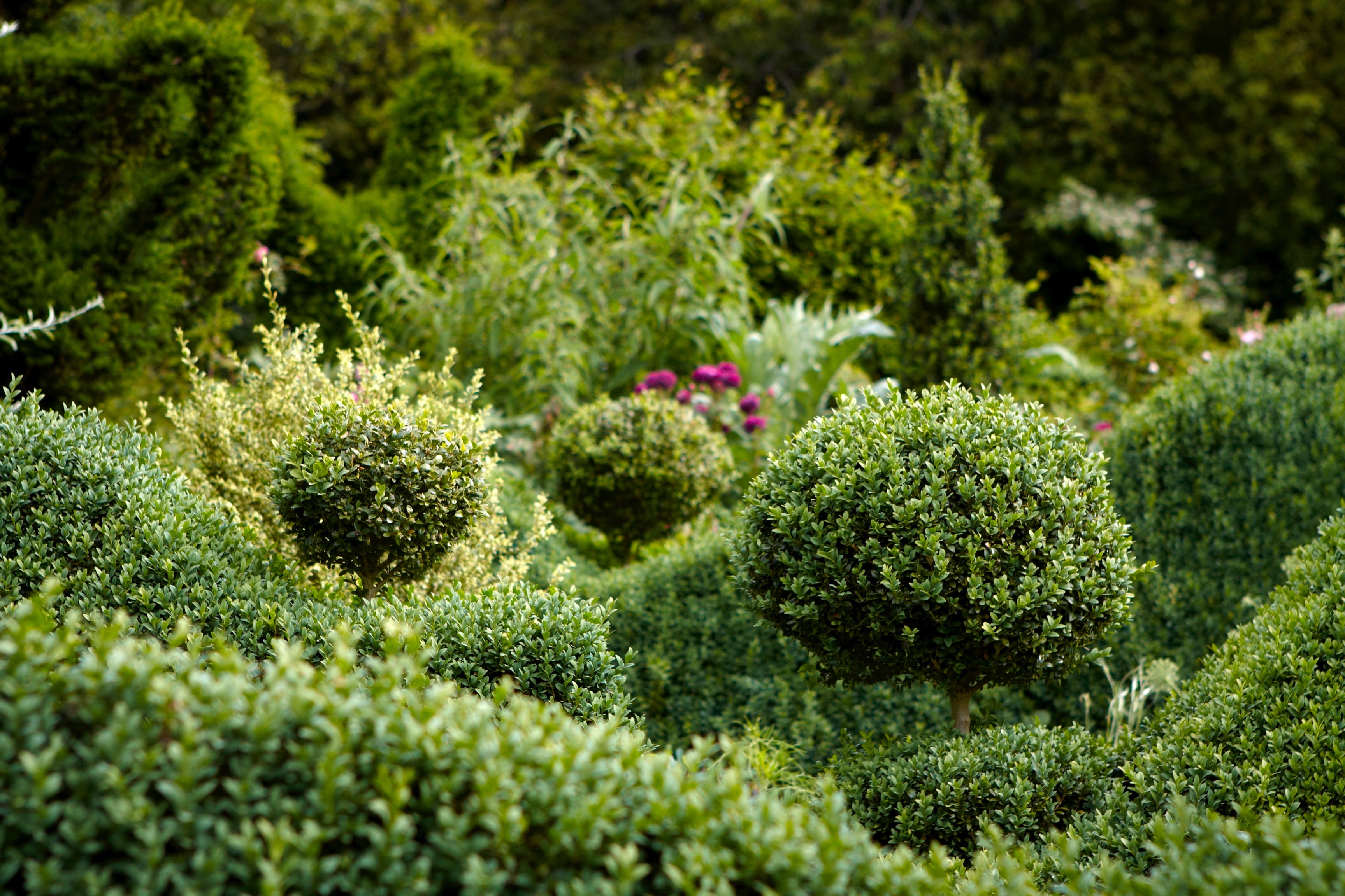 English Boxwood: Is It Worth It? - Gardenista