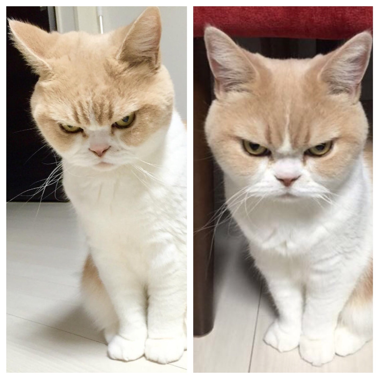 Cat before and after being called a good boy : funny