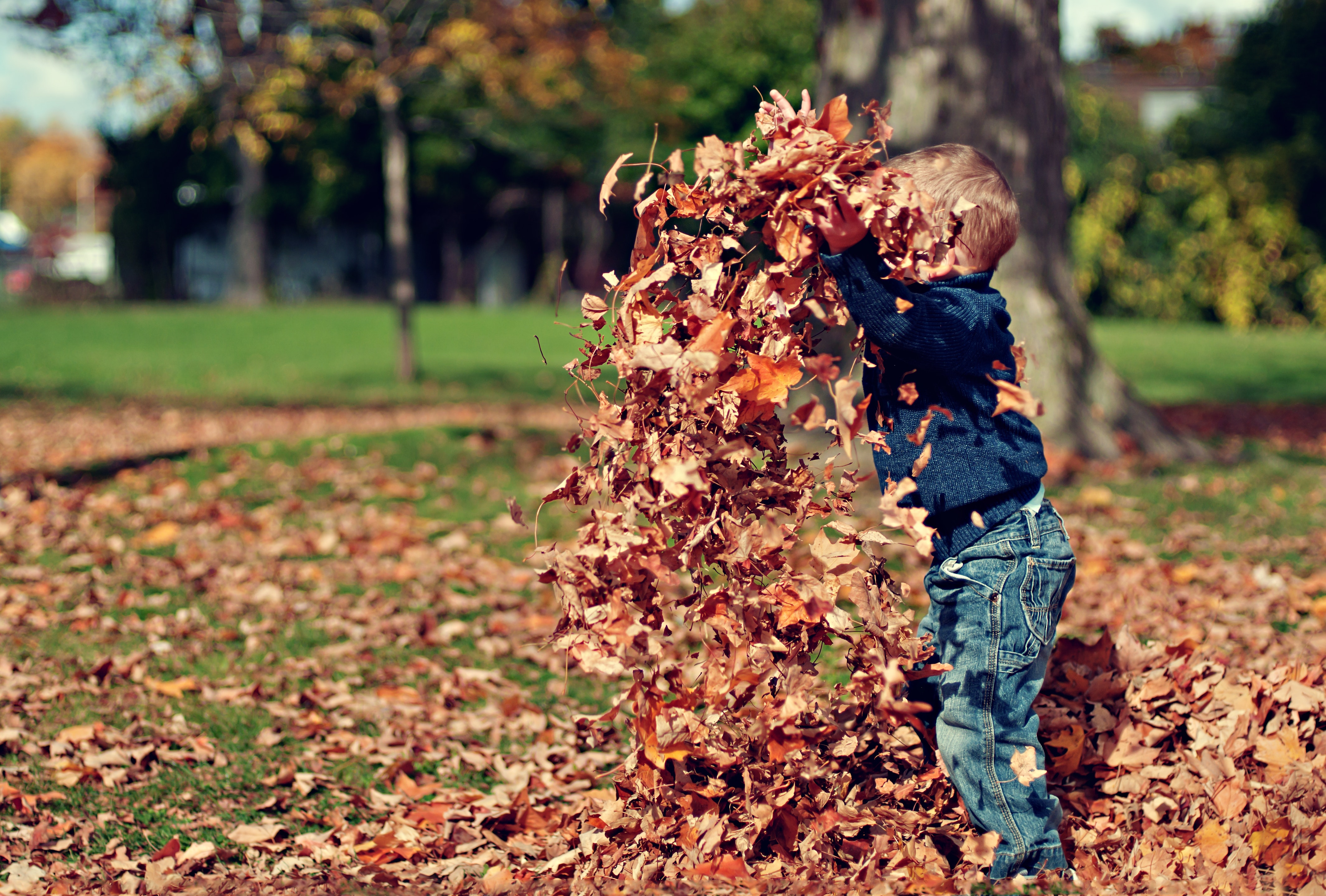 Boy playing with fall leaves outdoors photo