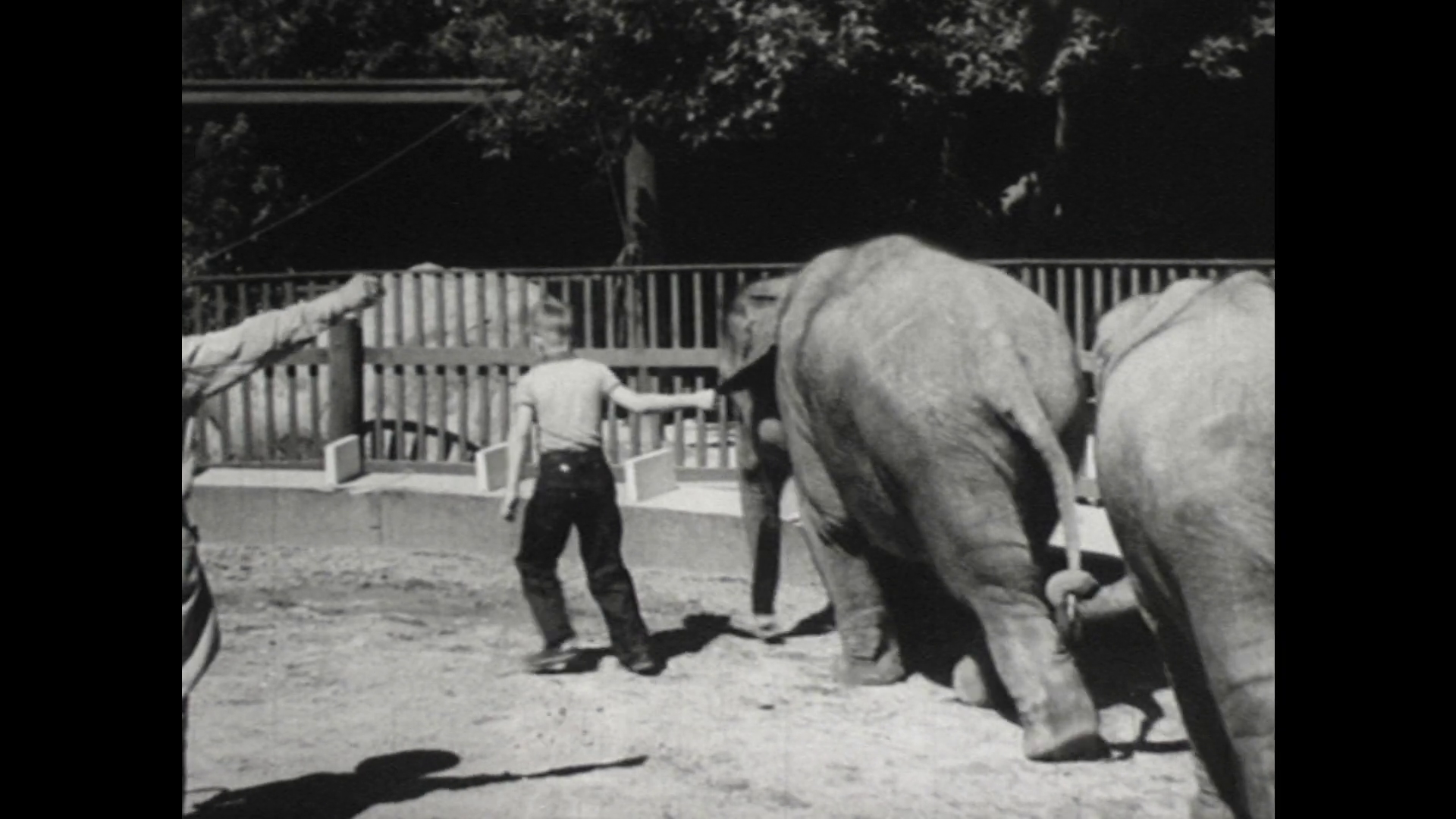 United States: 1940s: Elephant walks along track with men and boy ...