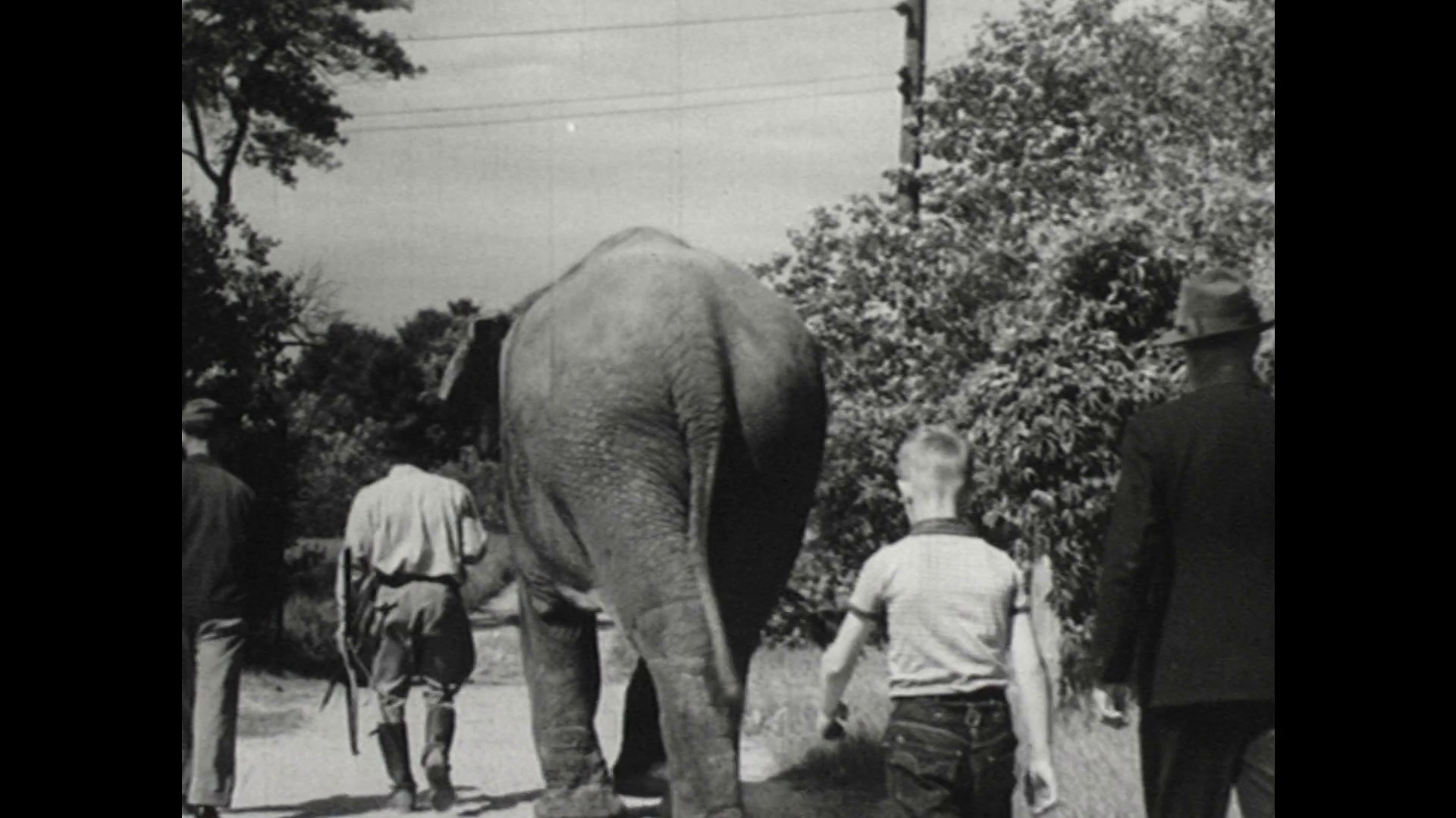 United States: 1940s: Elephant walks along track with men and boy ...