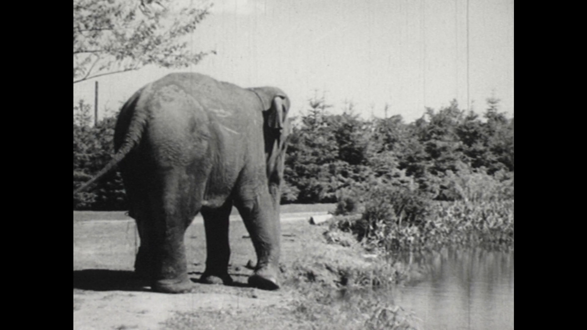 United States: 1940s: Elephant walks with man and boy. Close up of ...