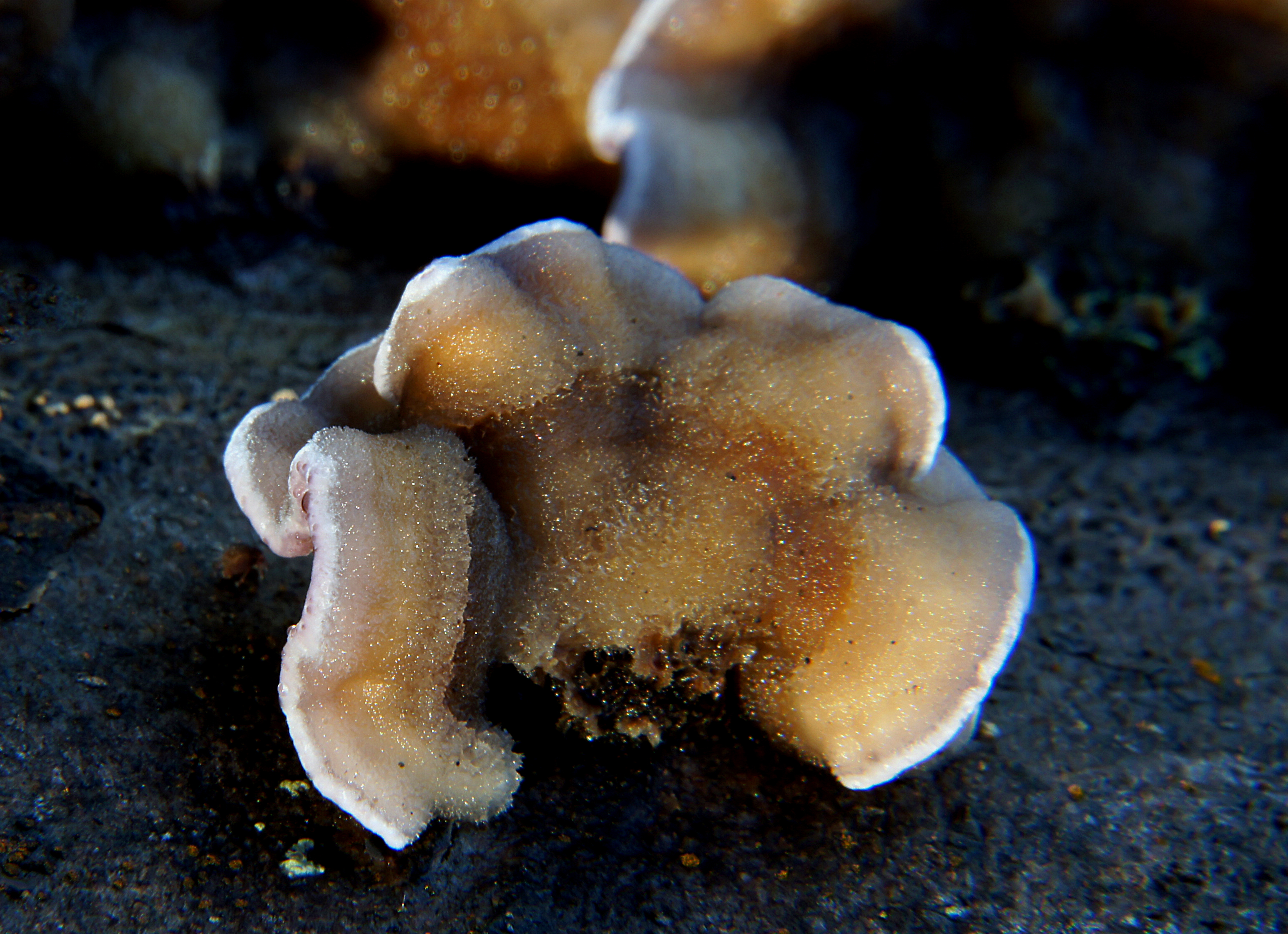 Bracket fungi (4) photo