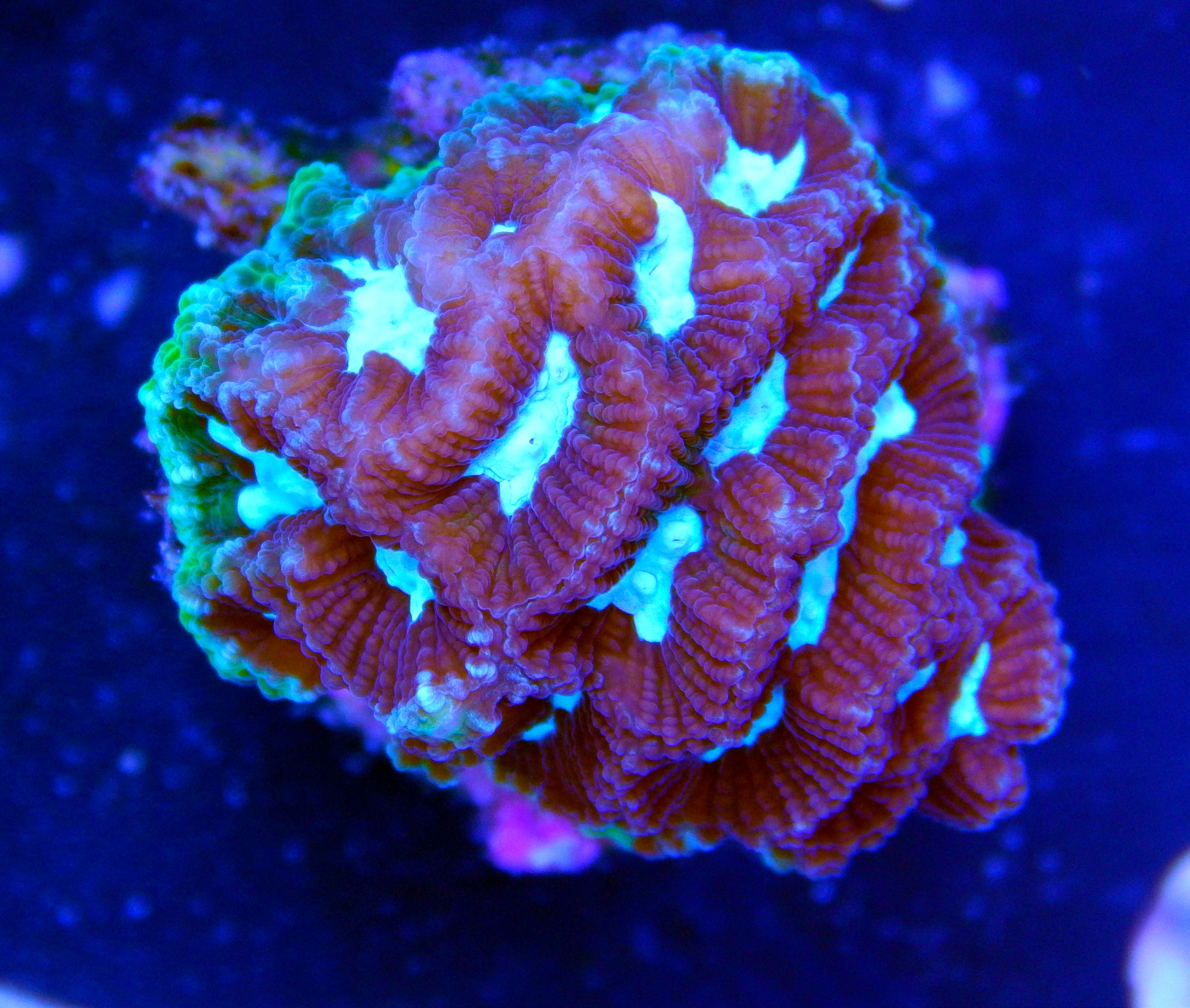 Maze Brain Coral – Coral Collectors