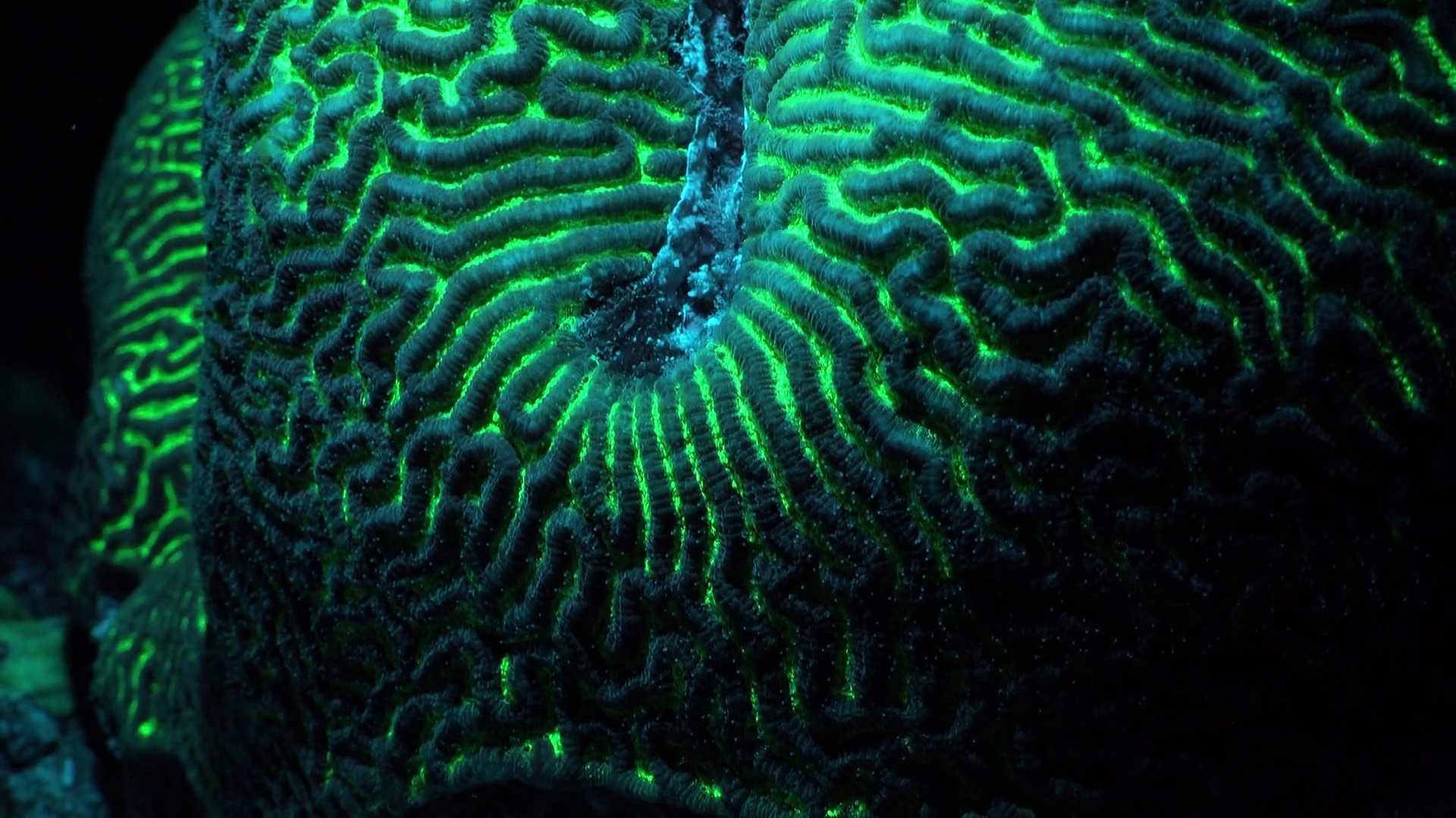 Fluorescent brain coral at night - Bioluminescence in underwater ...