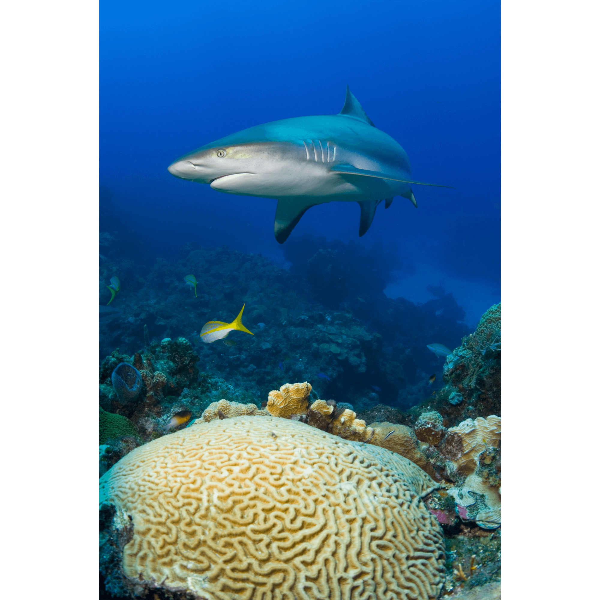 Reef Shark and Brain Coral Canvas Print – Deano Cook