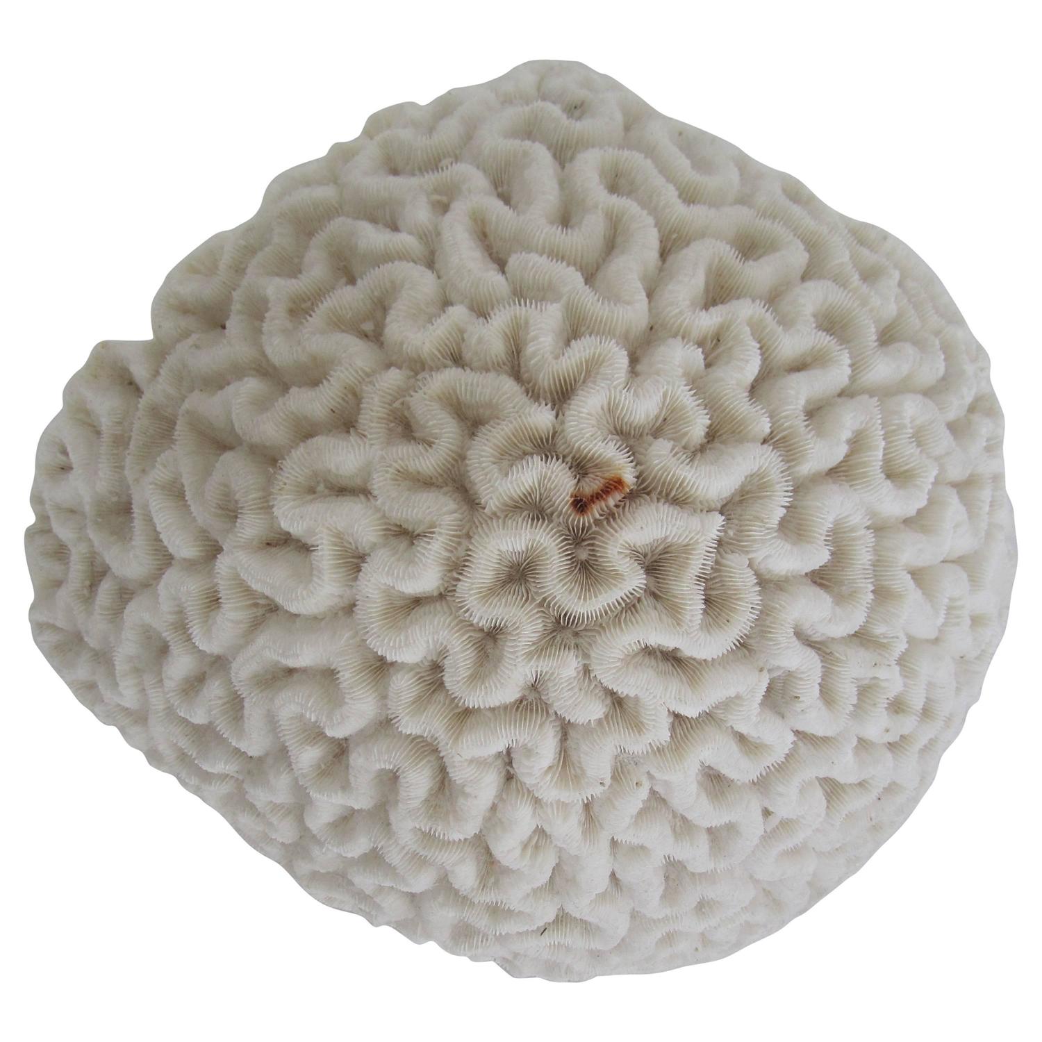 Large Fragment Natural White Brain Coral at 1stdibs