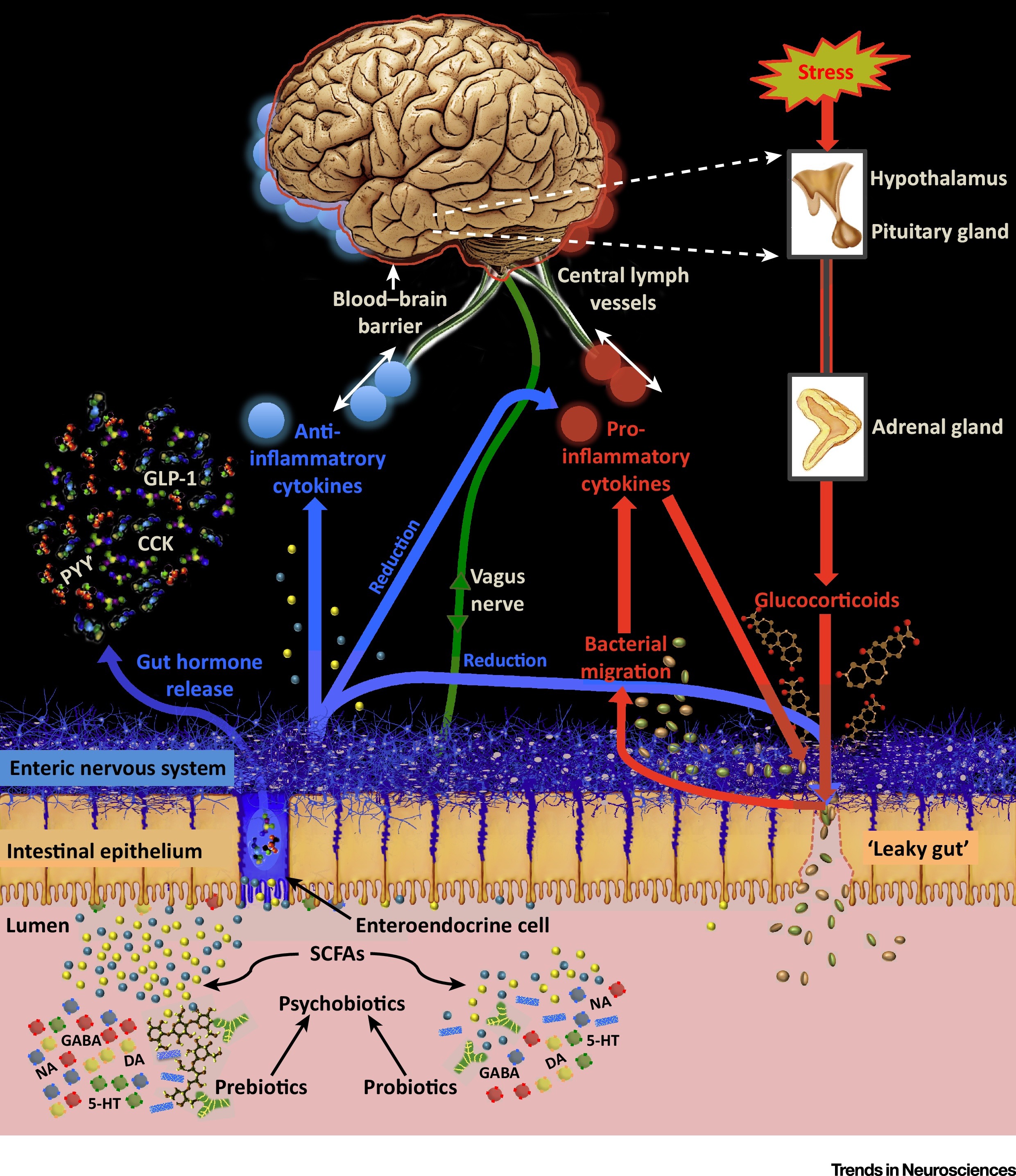 Psychobiotics and the Manipulation of Bacteria–Gut–Brain Signals ...