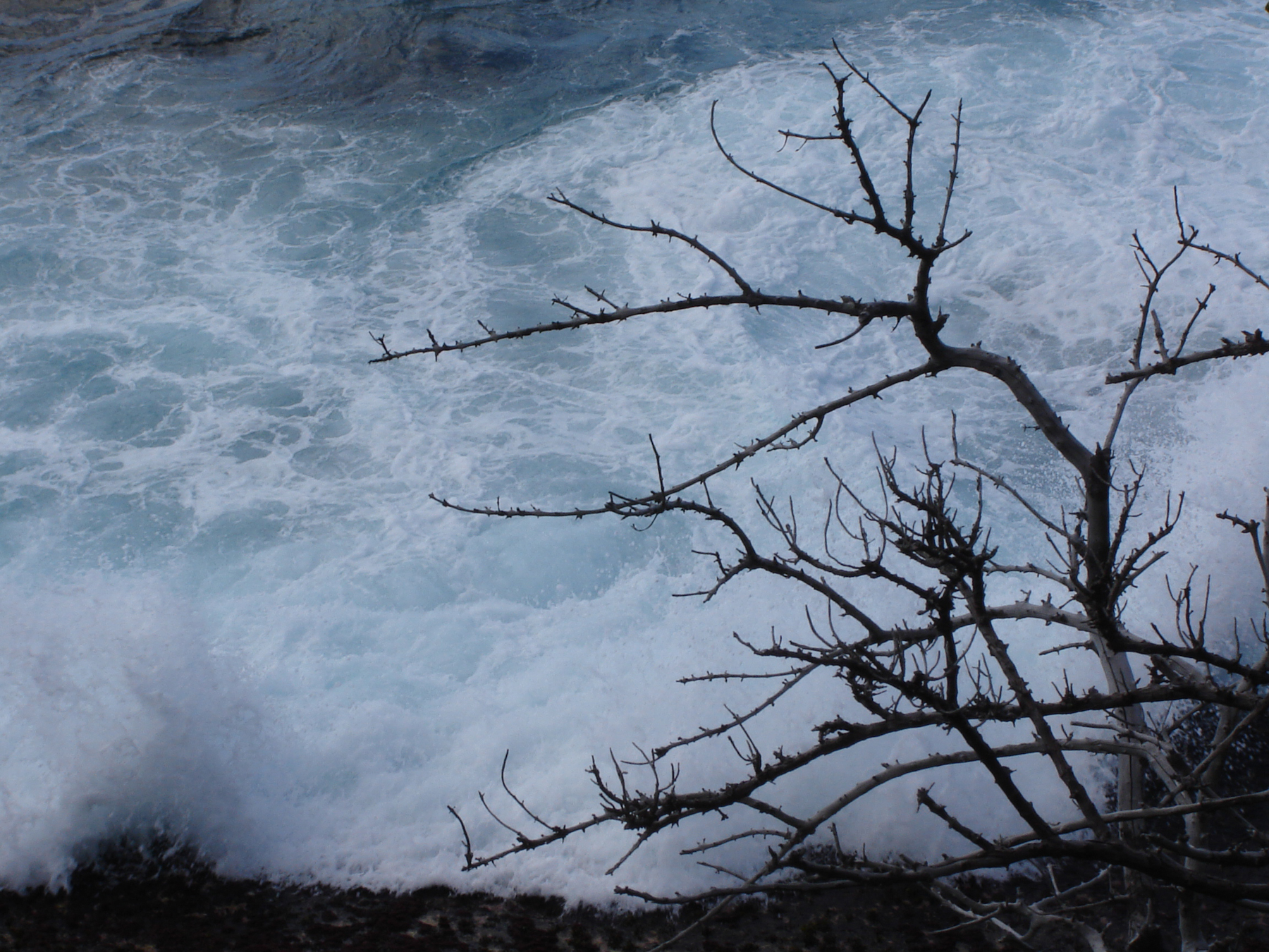 Braking waves behind a tree photo