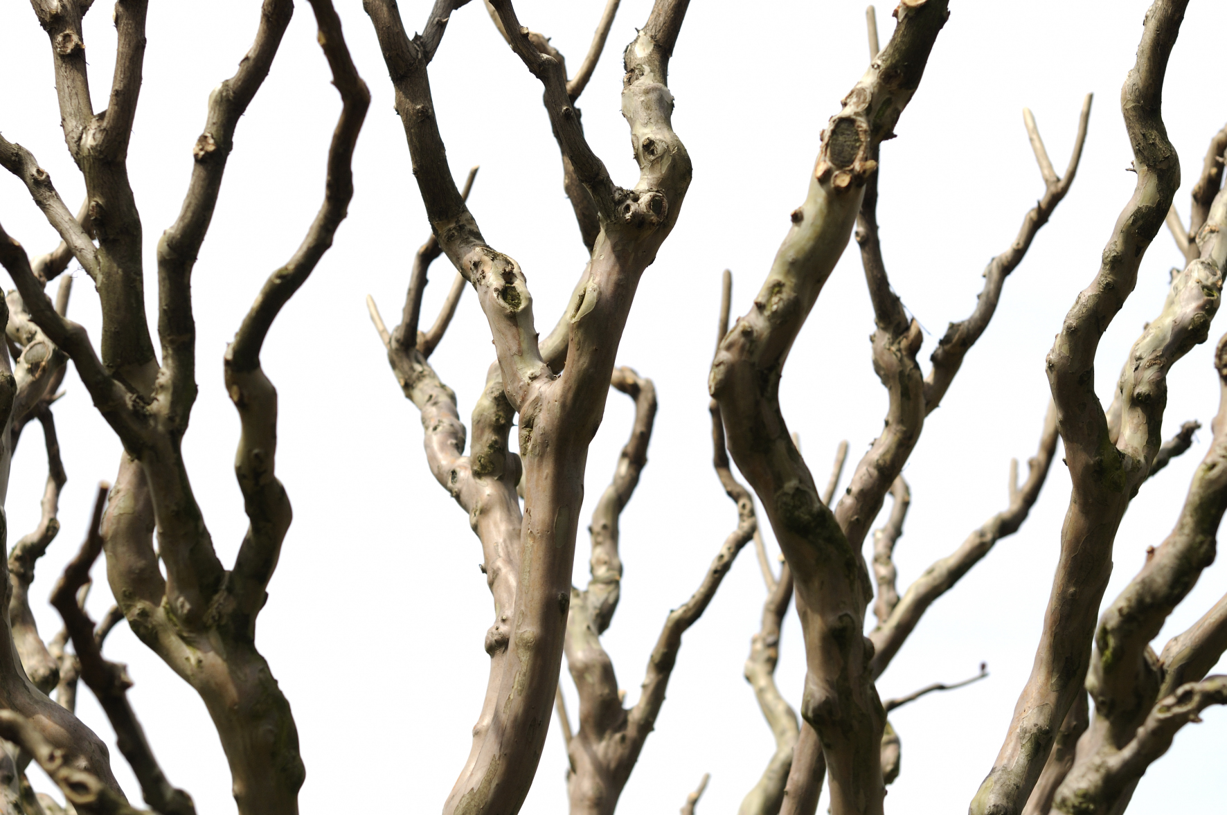 Free photo: Branches - Amazing, Blast, Branch - Free Download - Jooinn