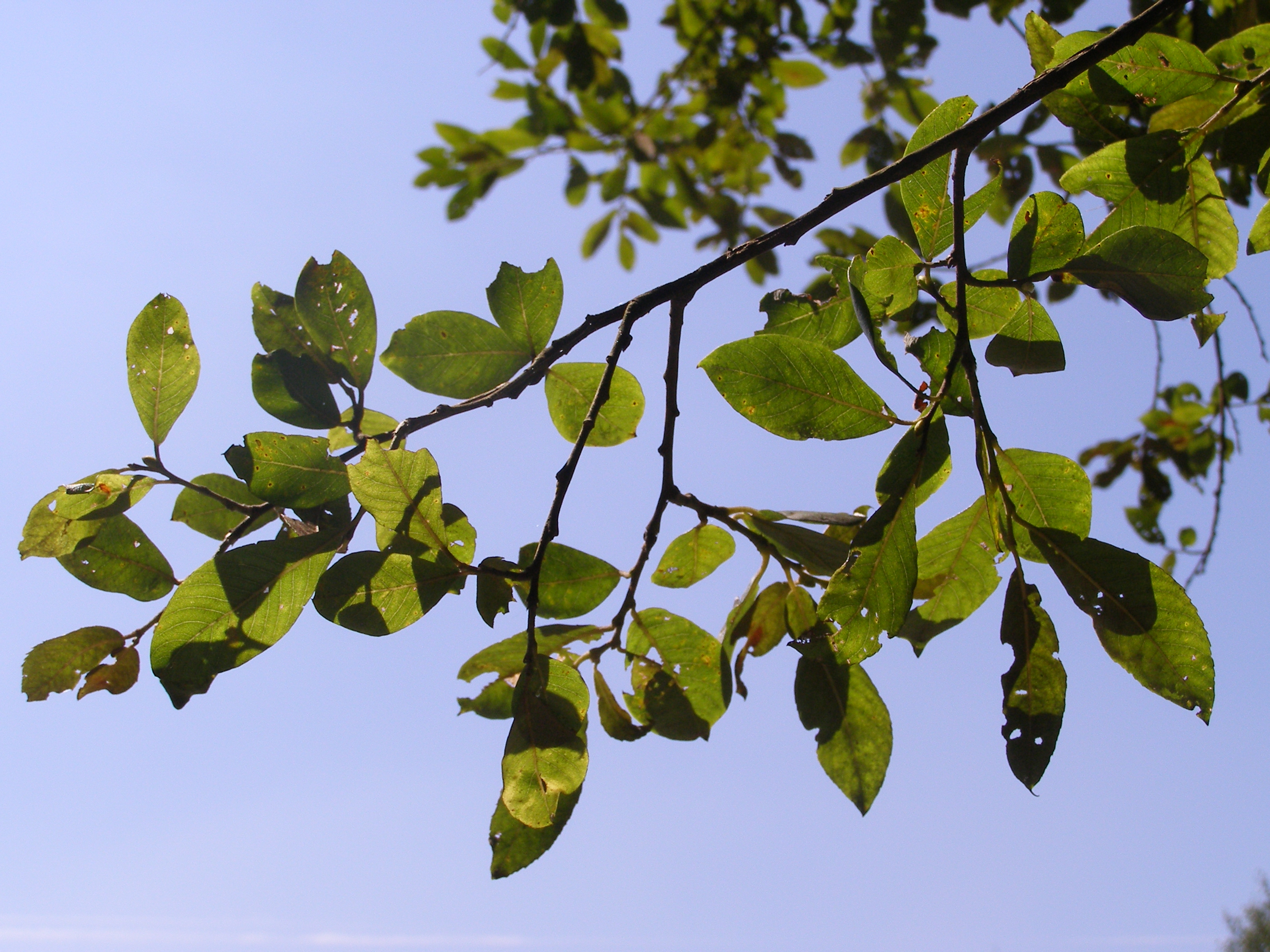 File:Salix cinerea subsp. oleifolia branch.jpg - Wikimedia Commons