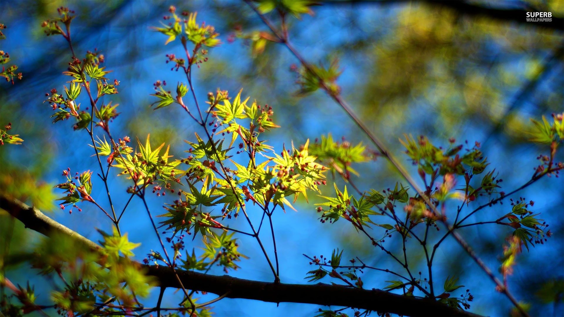 Misc: Leaves Berries Sunshine Branches Spring Tiny Tree Nature ...