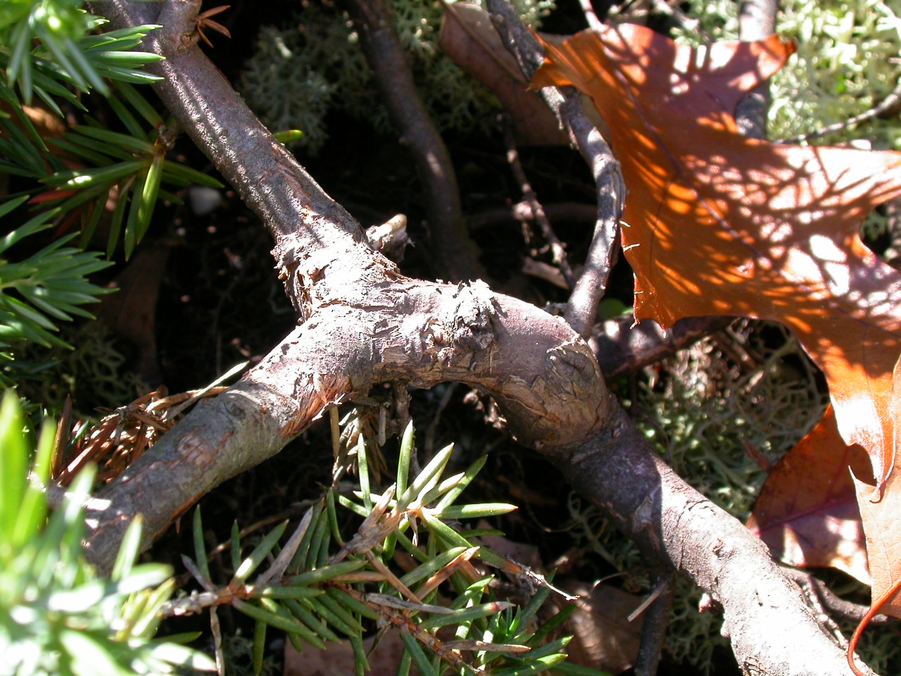 Branch in the sun photo
