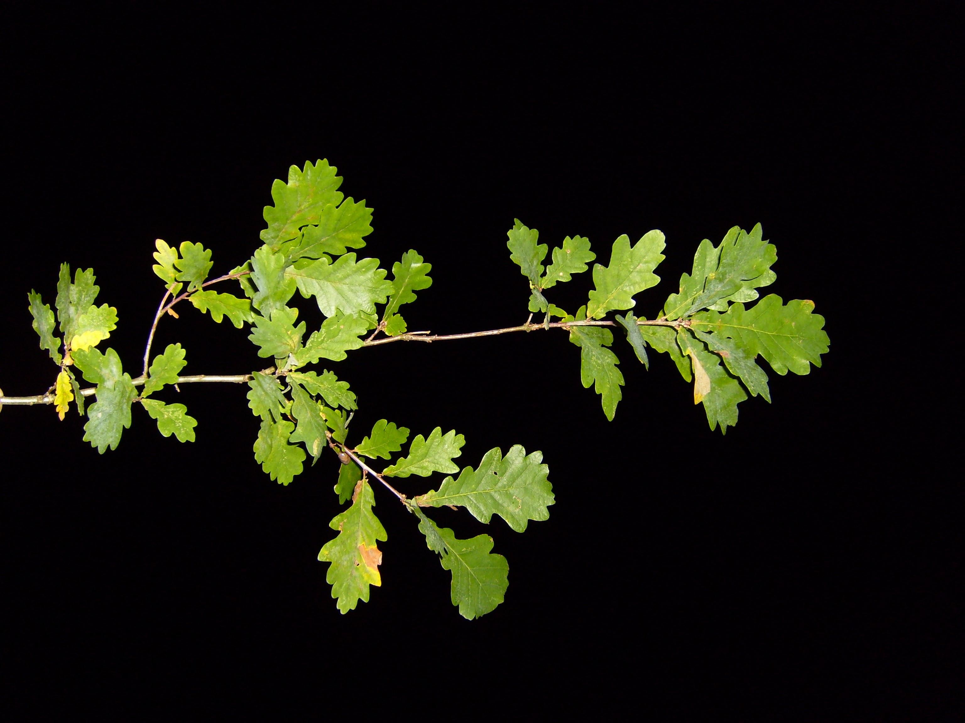 File:Leaf leaves branch pak nightshot.jpg - Wikimedia Commons